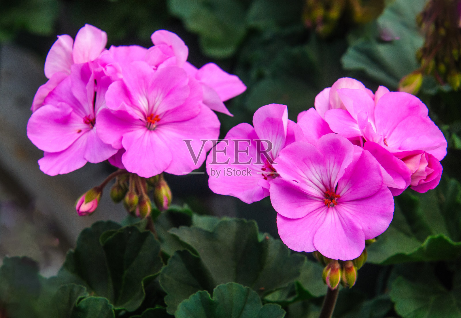 Purple-Pink天竺葵照片摄影图片