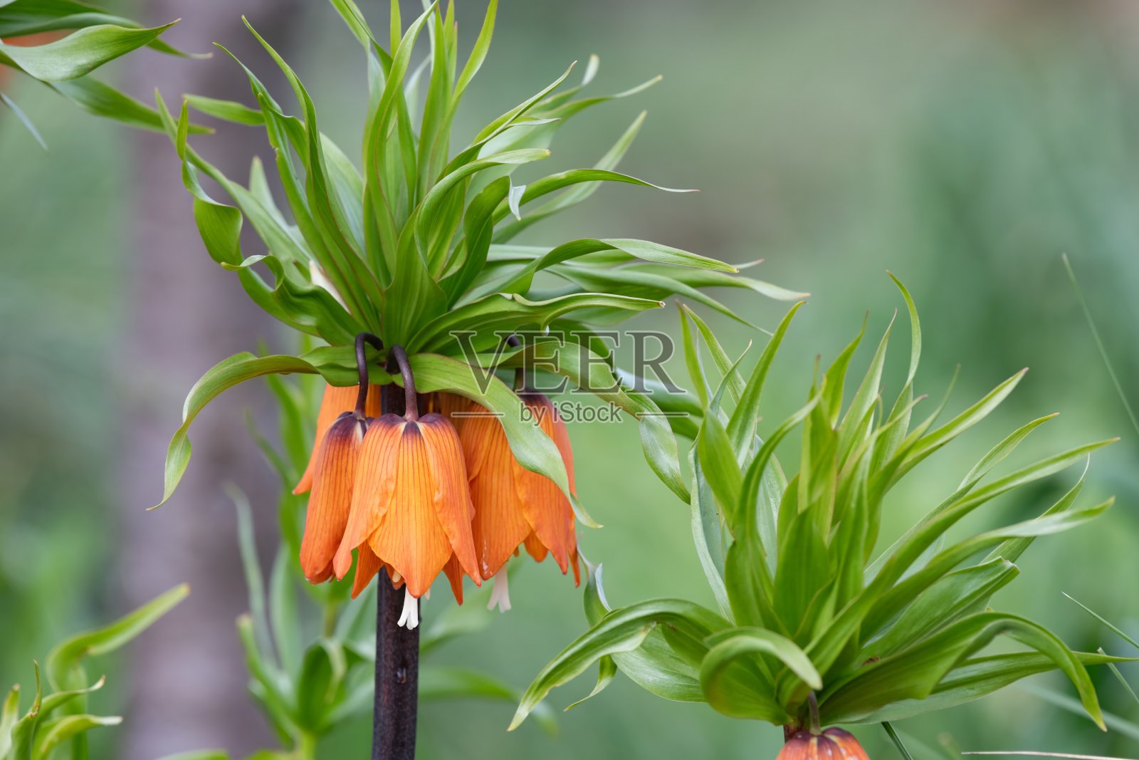 帝王贝母(贝母属)花照片摄影图片