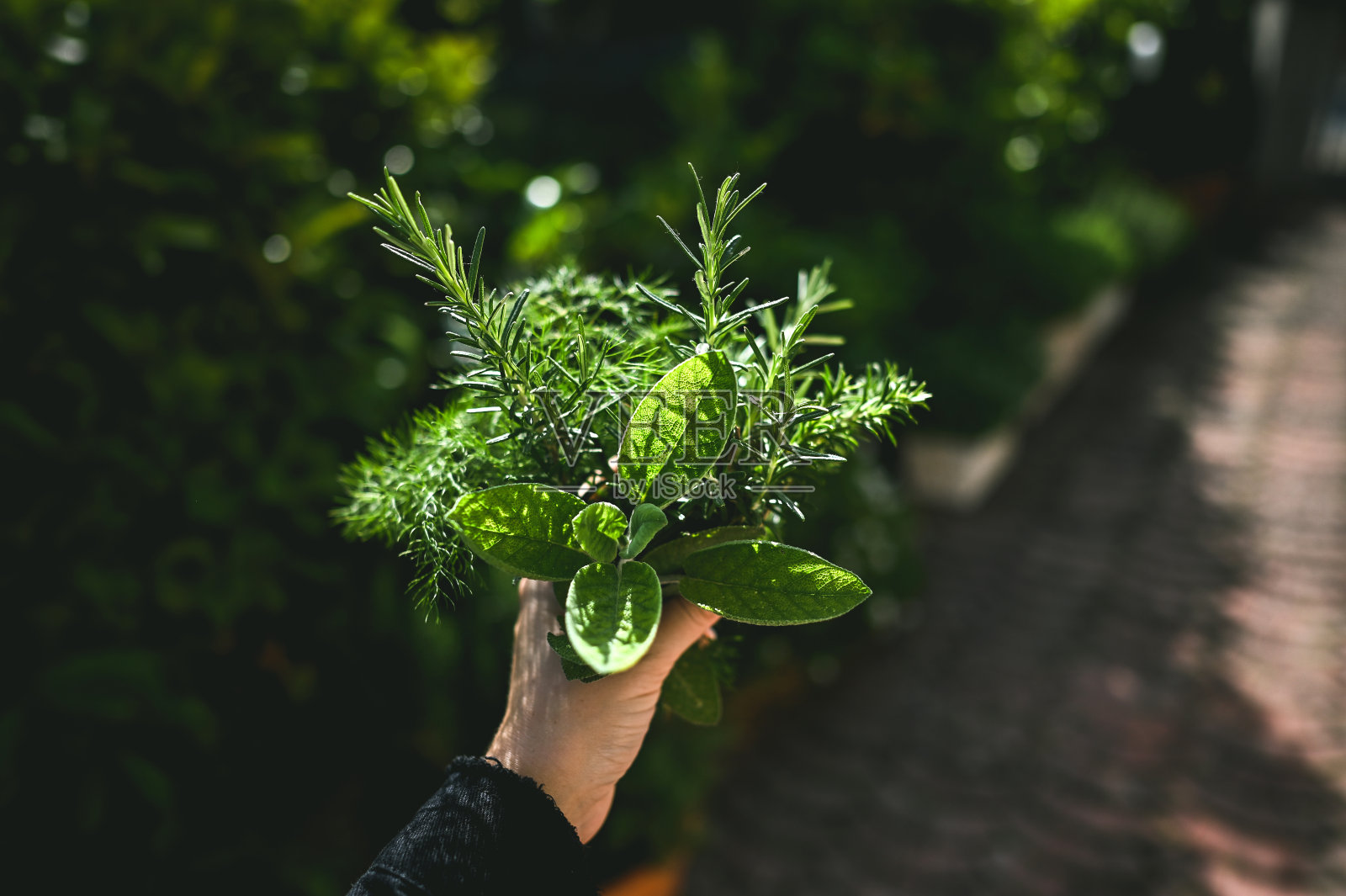 迷迭香和鼠尾草。照片摄影图片