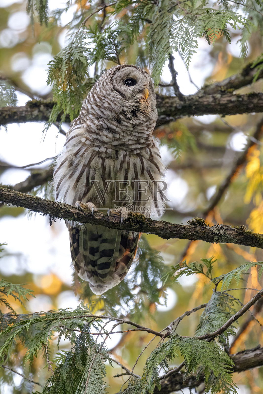 有条纹的猫头鹰栖息在树枝上照片摄影图片