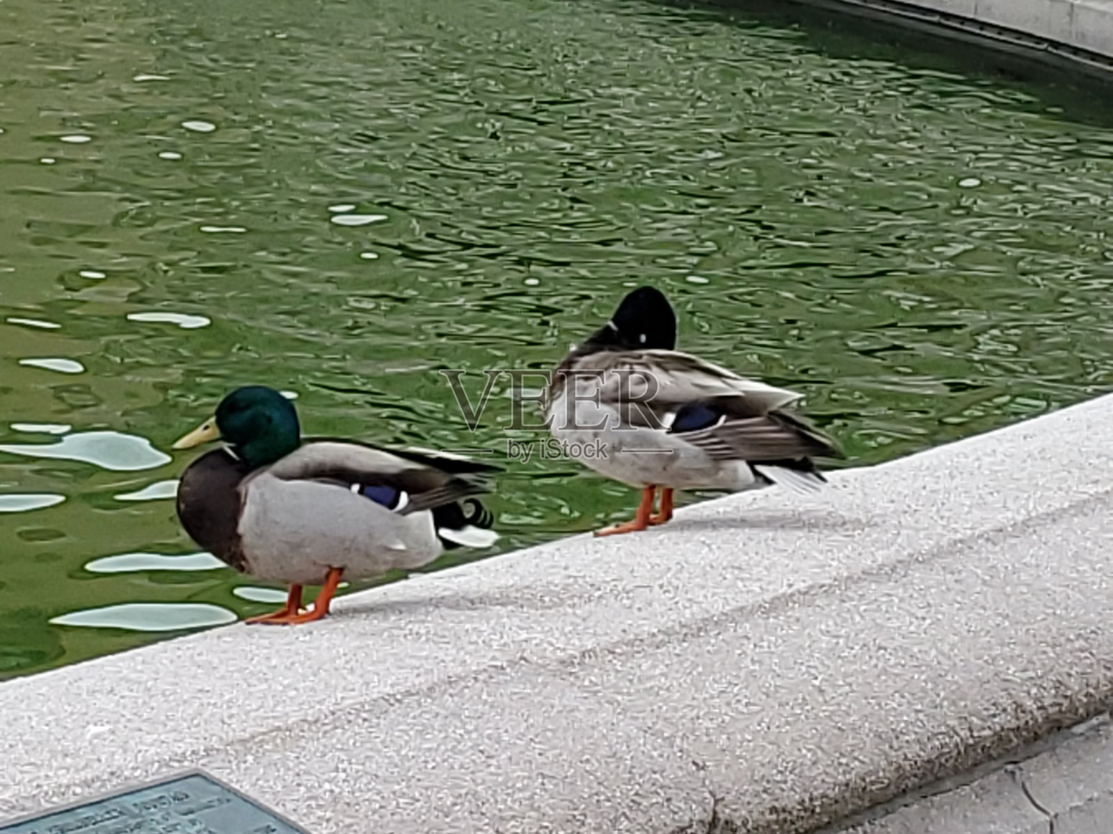 鸭子站在喷泉顶上照片摄影图片