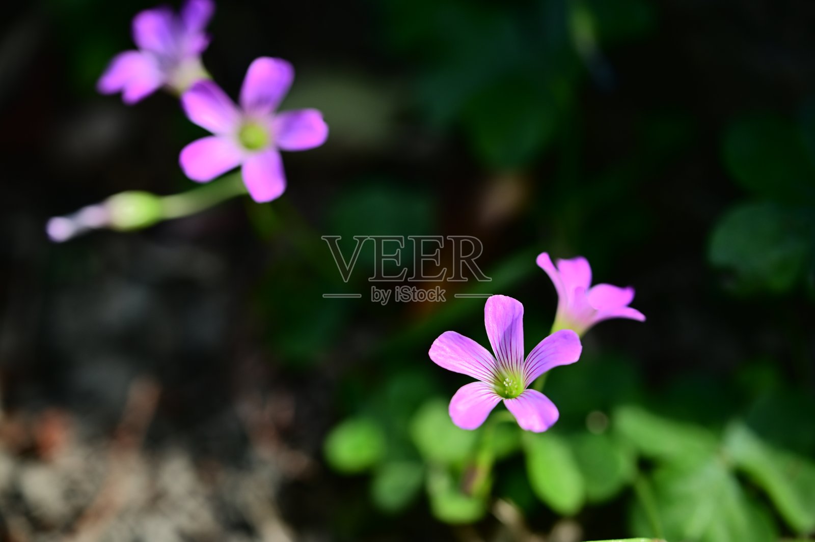 紫木酢浆草:一种具有持久精神的精致野花照片摄影图片