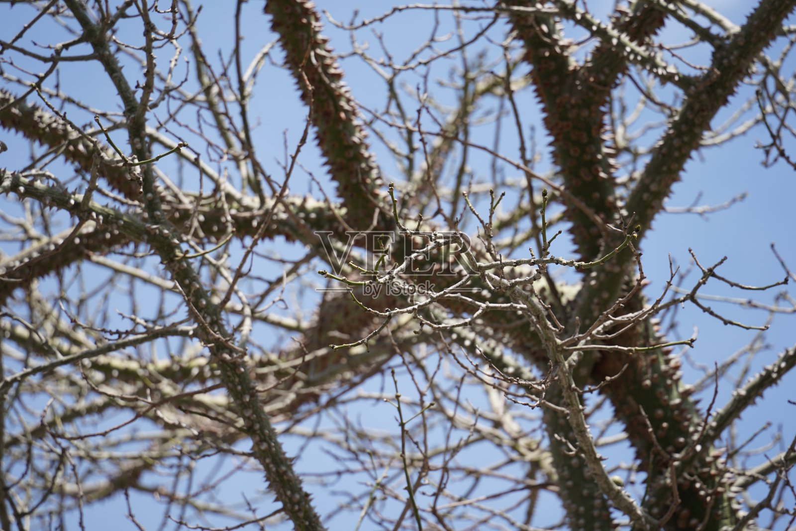 丝木棉树枝,一种奇特的木棉树,树皮上长满刺照片摄影图片