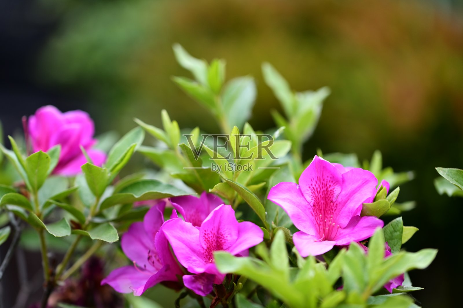 粉红色杜鹃花把台湾画成春光灿烂照片摄影图片