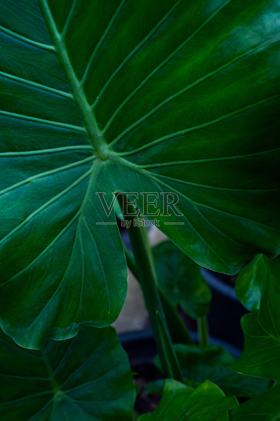 绿叶纹理的特写自然视图。照片摄影图片