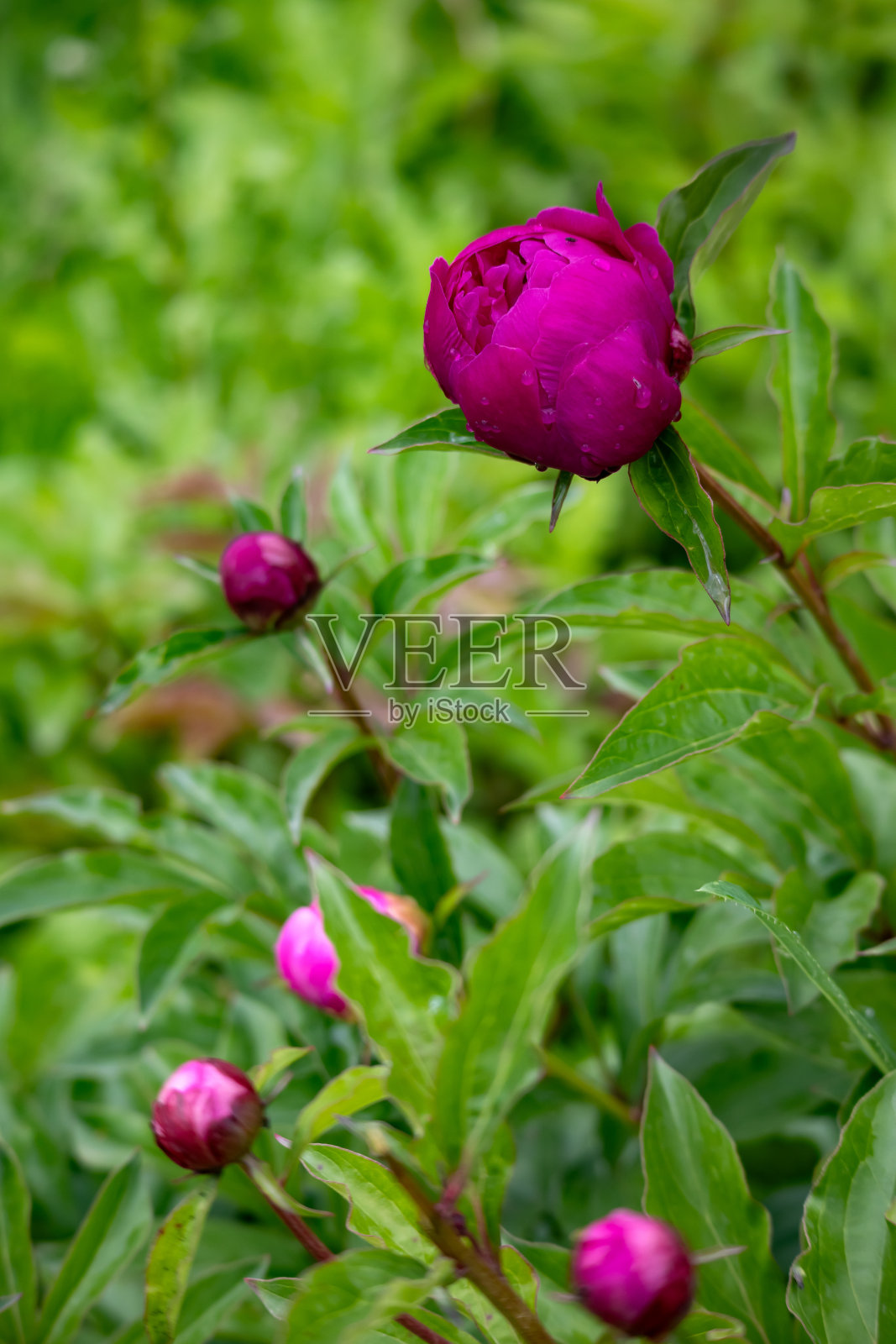 粉红色的牡丹,绿色的背景上有雨滴。牡丹园照片摄影图片