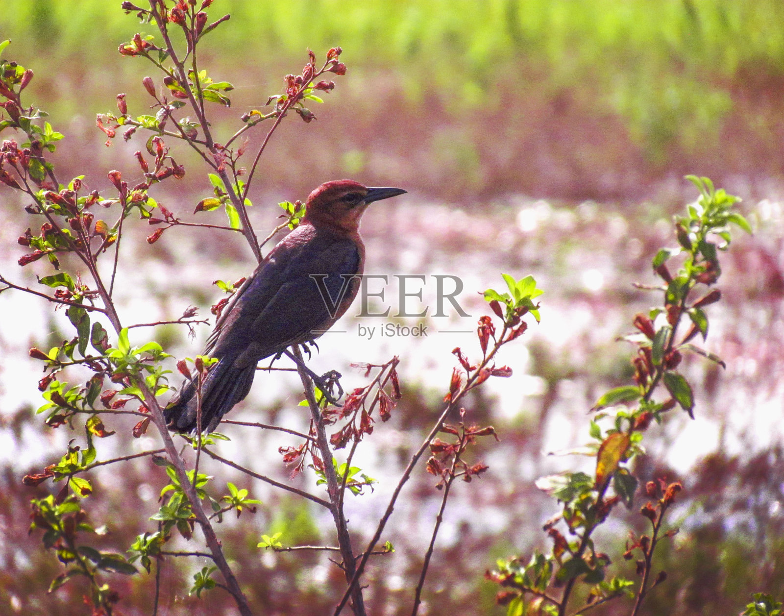 栖息在树枝上的鸟,红色的头和棕色的身体照片摄影图片
