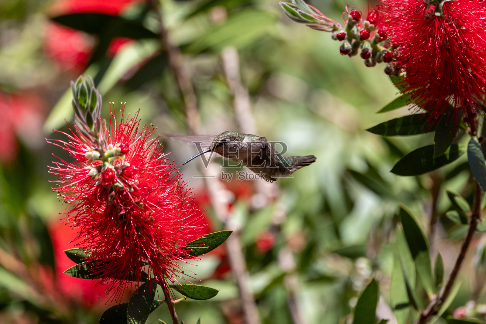 安娜的蜂鸟在红花桉树上照片摄影图片