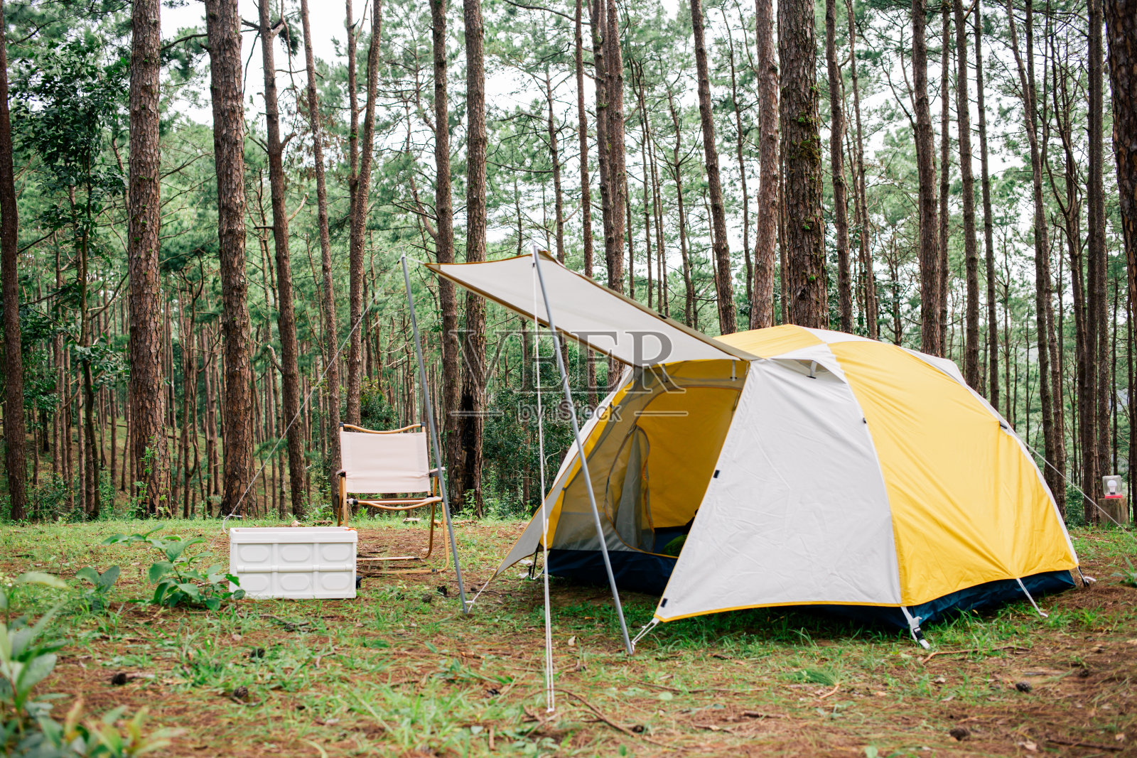 在宁静的露营地,在宁静的户外,被高大的松树和大自然舒缓的声音包围,放松身心。照片摄影图片