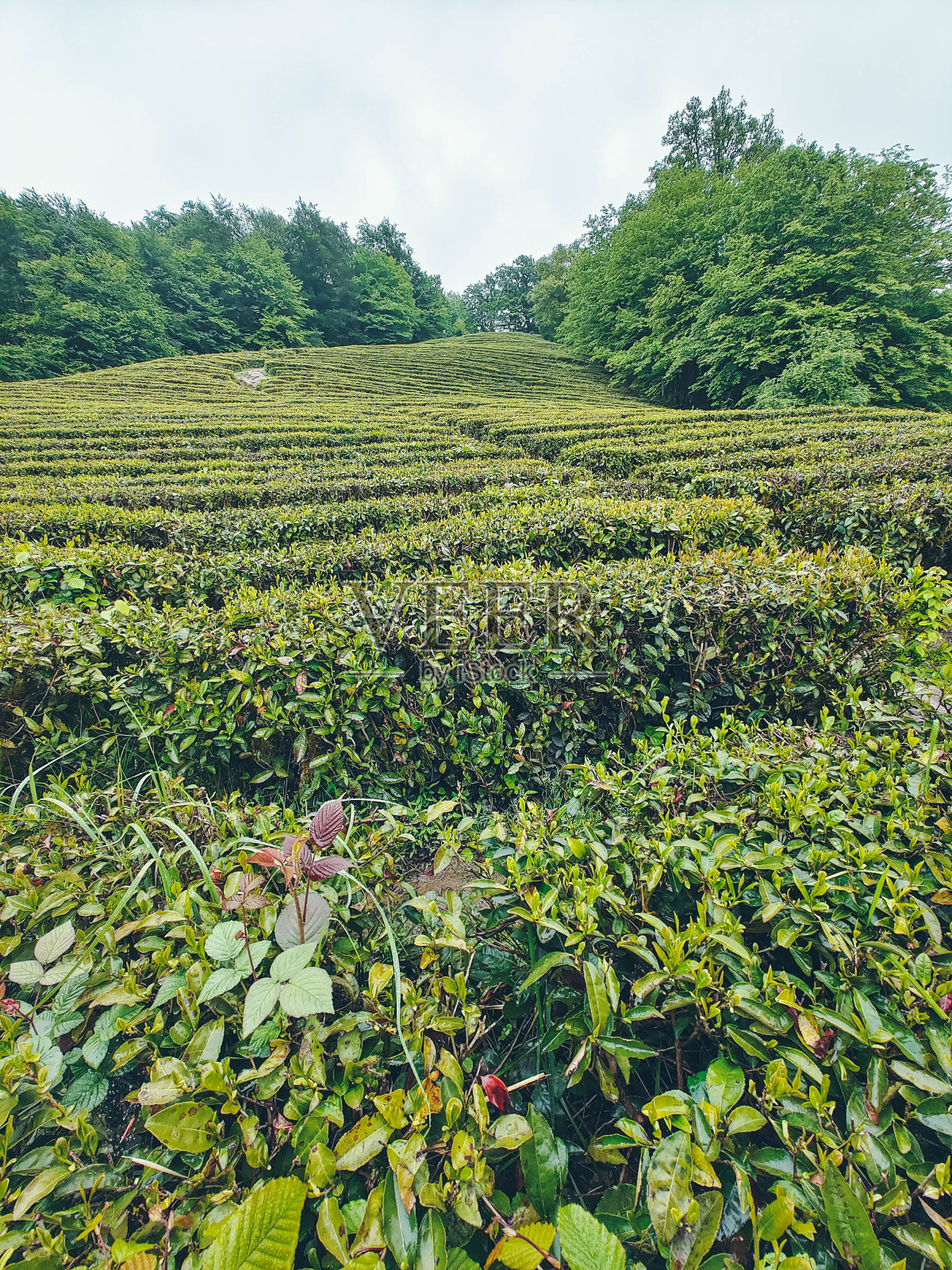 茶园梯田景观。俄罗斯索契地区。照片摄影图片