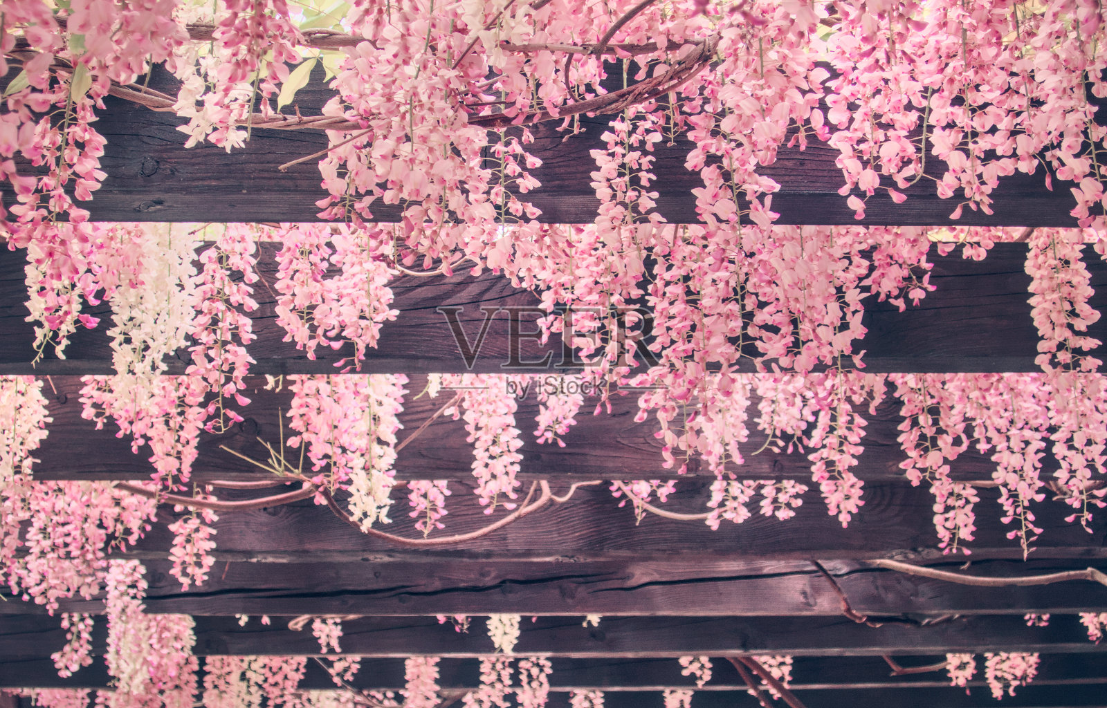 紫藤,丝质紫藤,开花植物,在春天盛开粉红色的花朵作为花卉的天然植物图案背景壁纸照片摄影图片