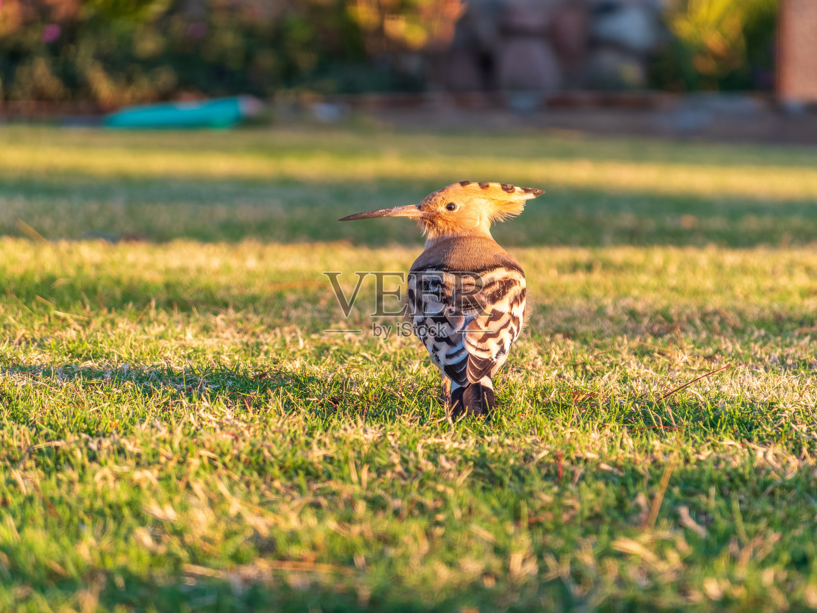 草地上的戴胜鸟照片摄影图片