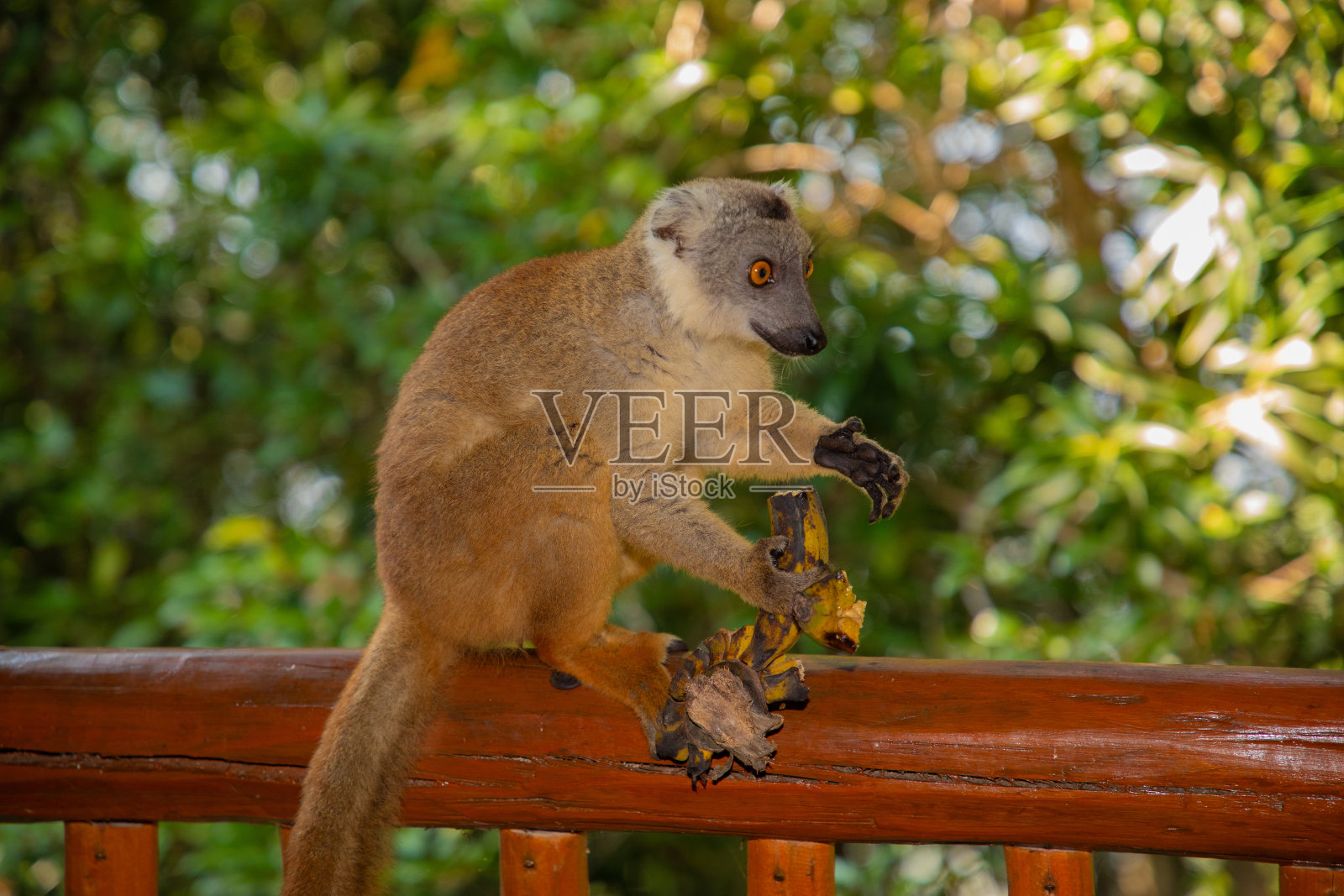 红狐猴(冠狐猴),特有动物照片摄影图片