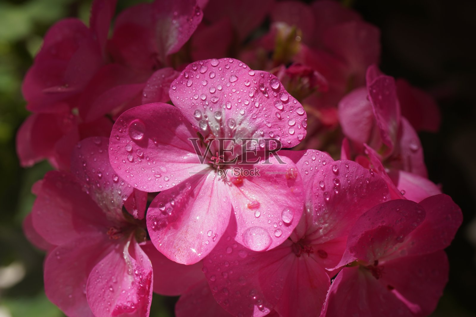 天竺葵粉色花朵特写照片摄影图片
