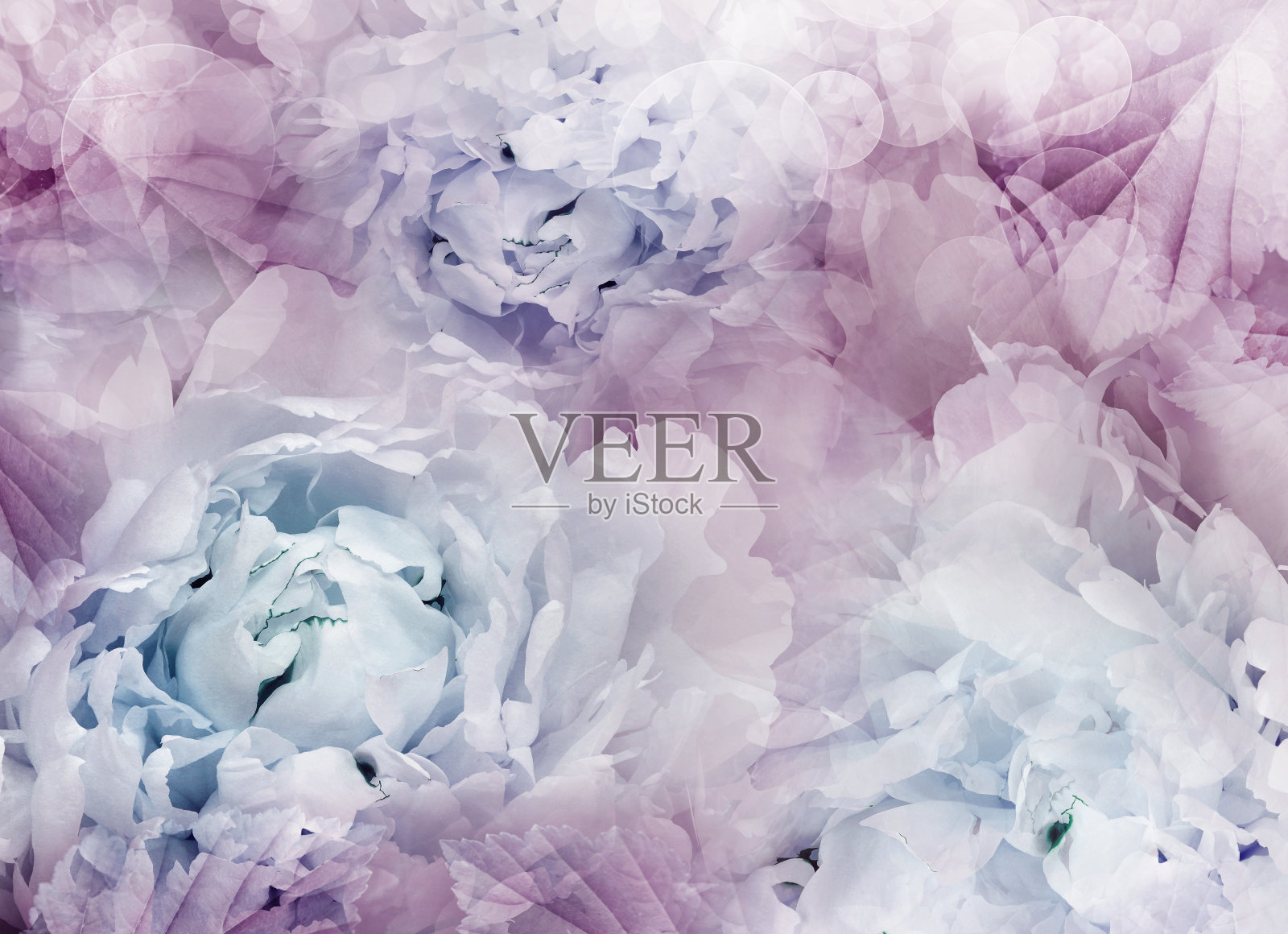 花紫色的牡丹。花春天的背景。花瓣牡丹。特写镜头。大自然。照片摄影图片