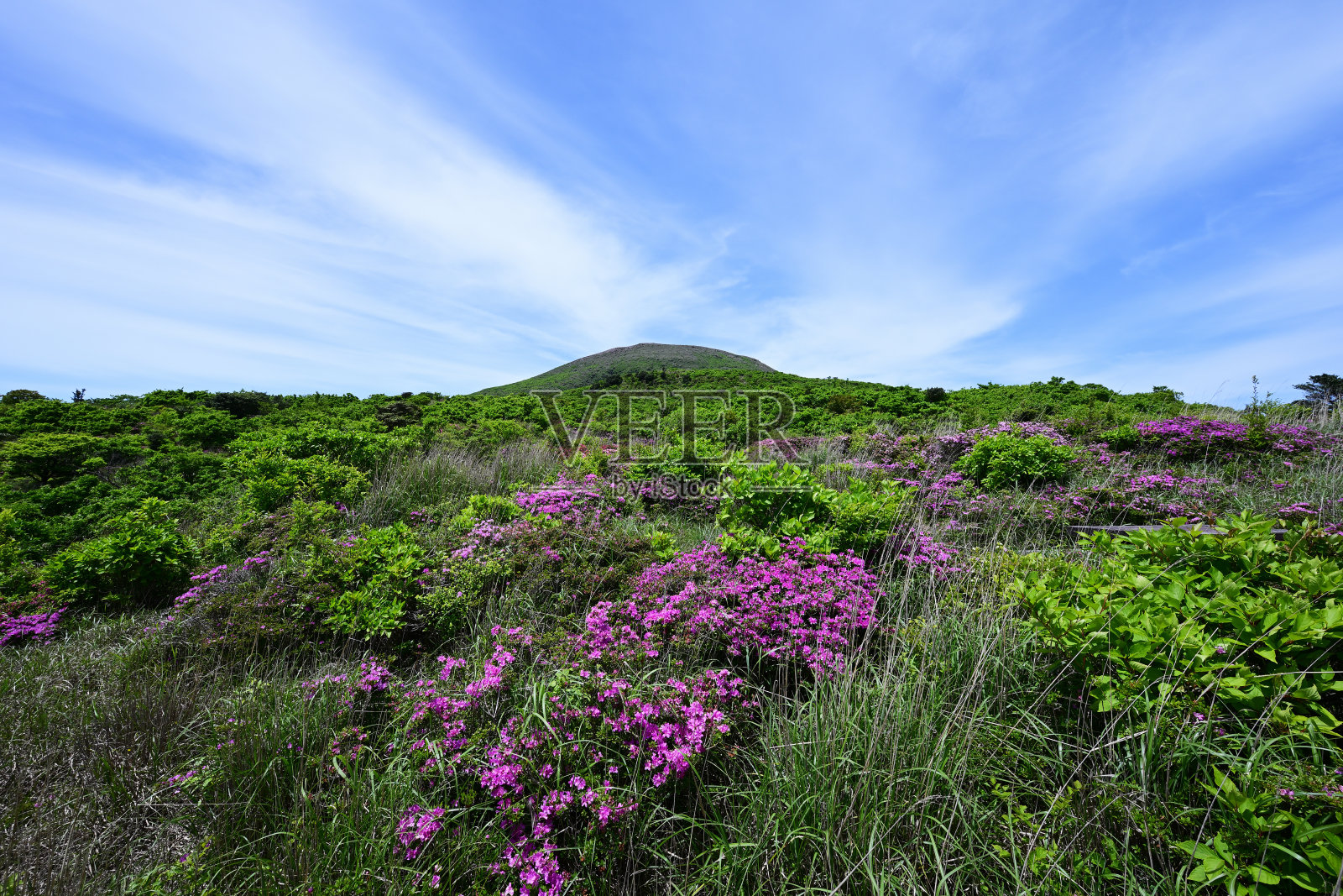 宫崎寺的花和中泷山的风景照片摄影图片