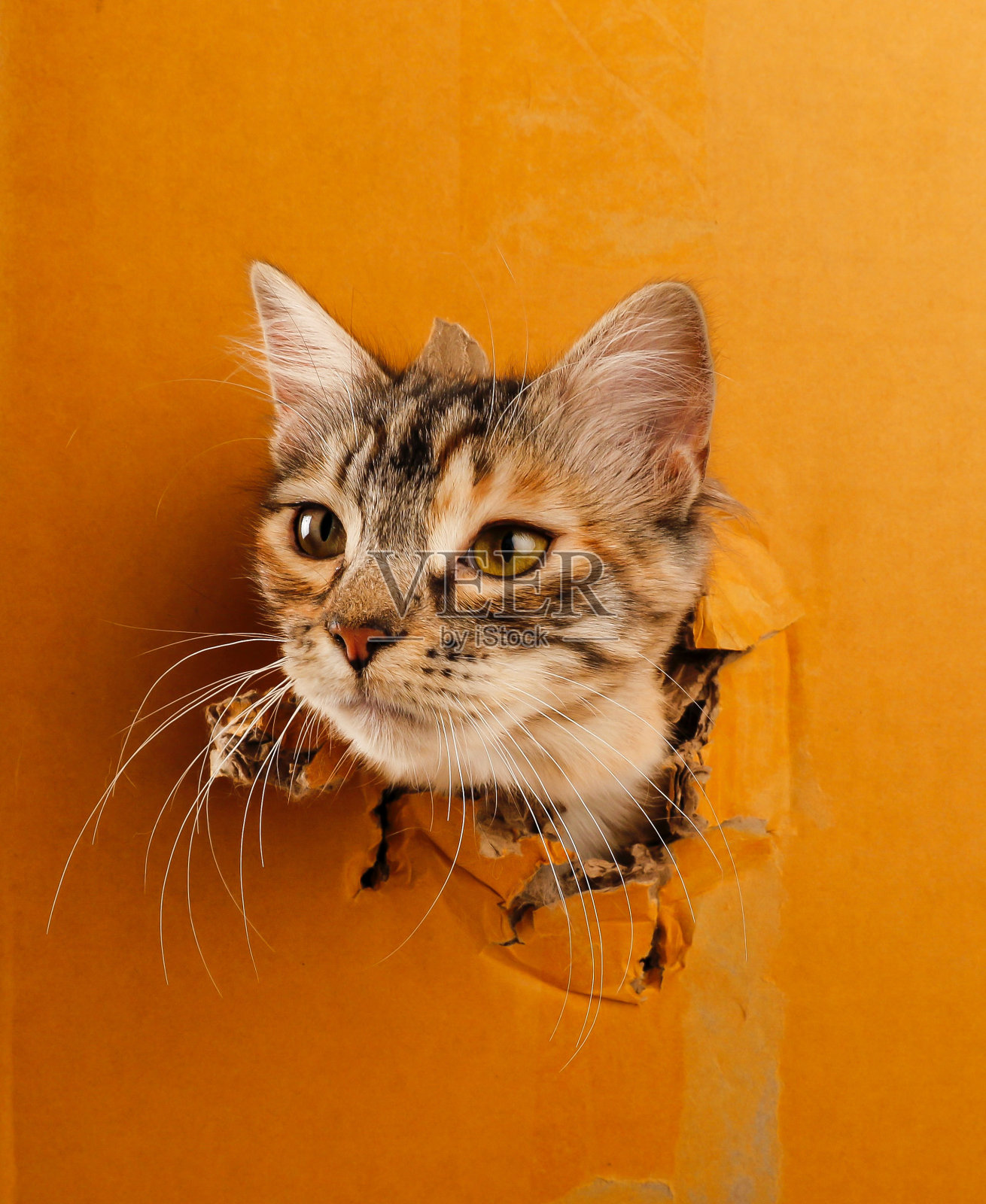 猫从盒子里往外偷看照片摄影图片