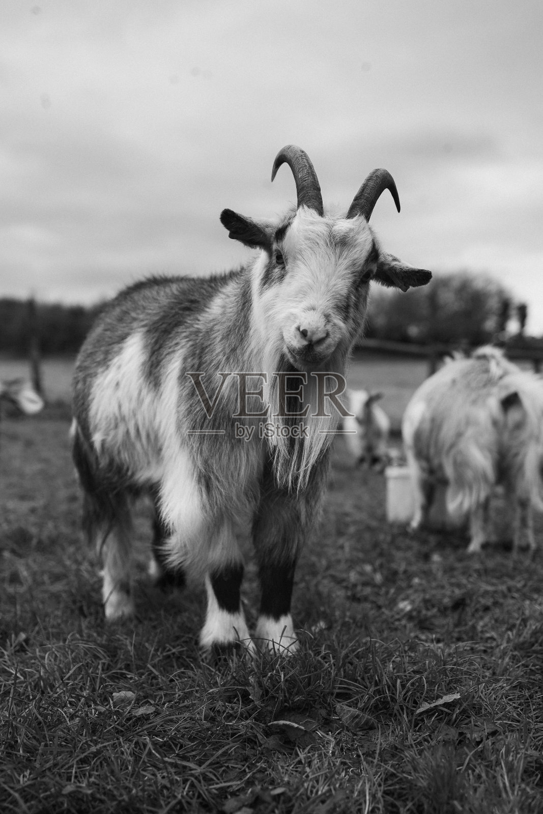 侏儒山羊照片摄影图片