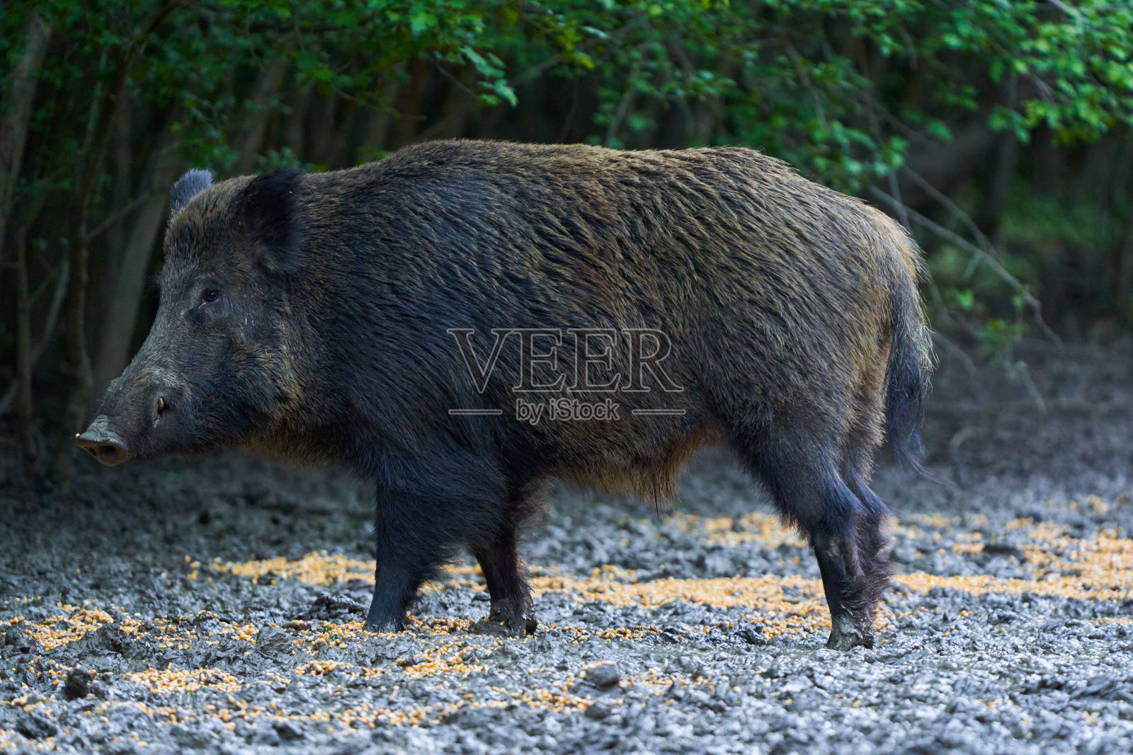 森林里占统治地位的野猪照片摄影图片