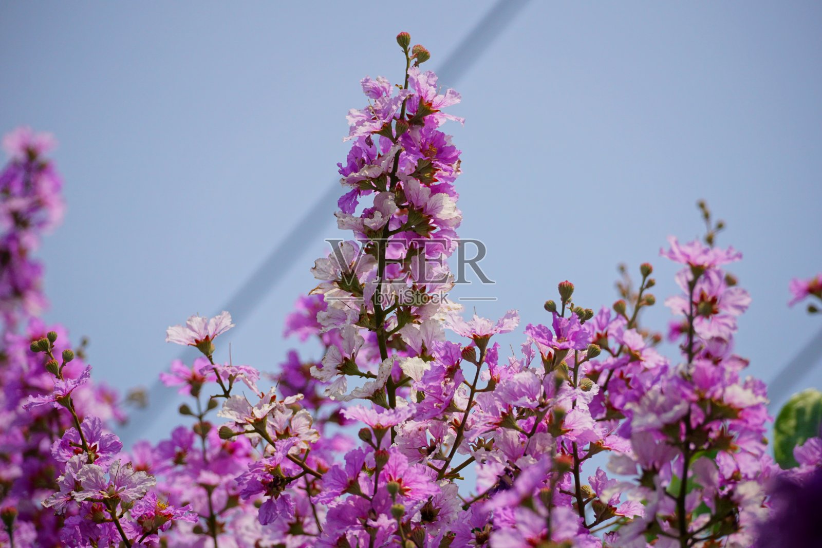 紫色紫薇花(Lagerstroemia speciosa)开花的特写照片摄影图片