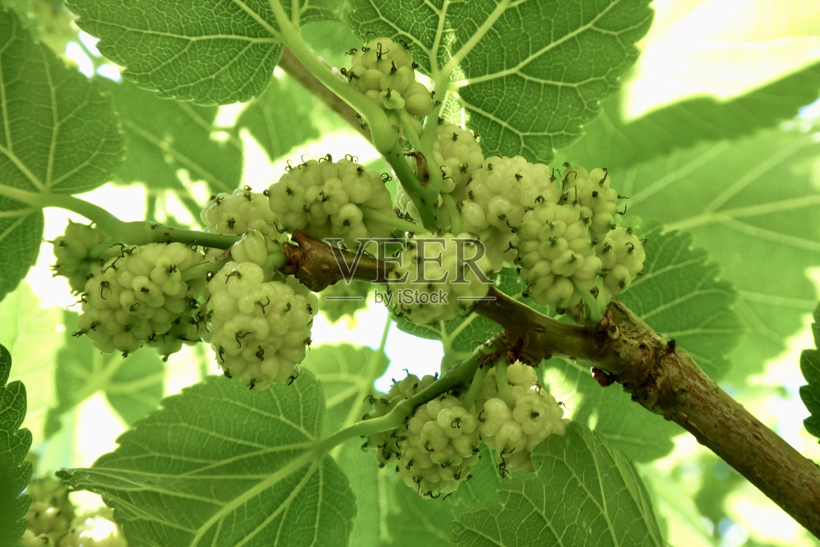 树上的桑葚照片摄影图片