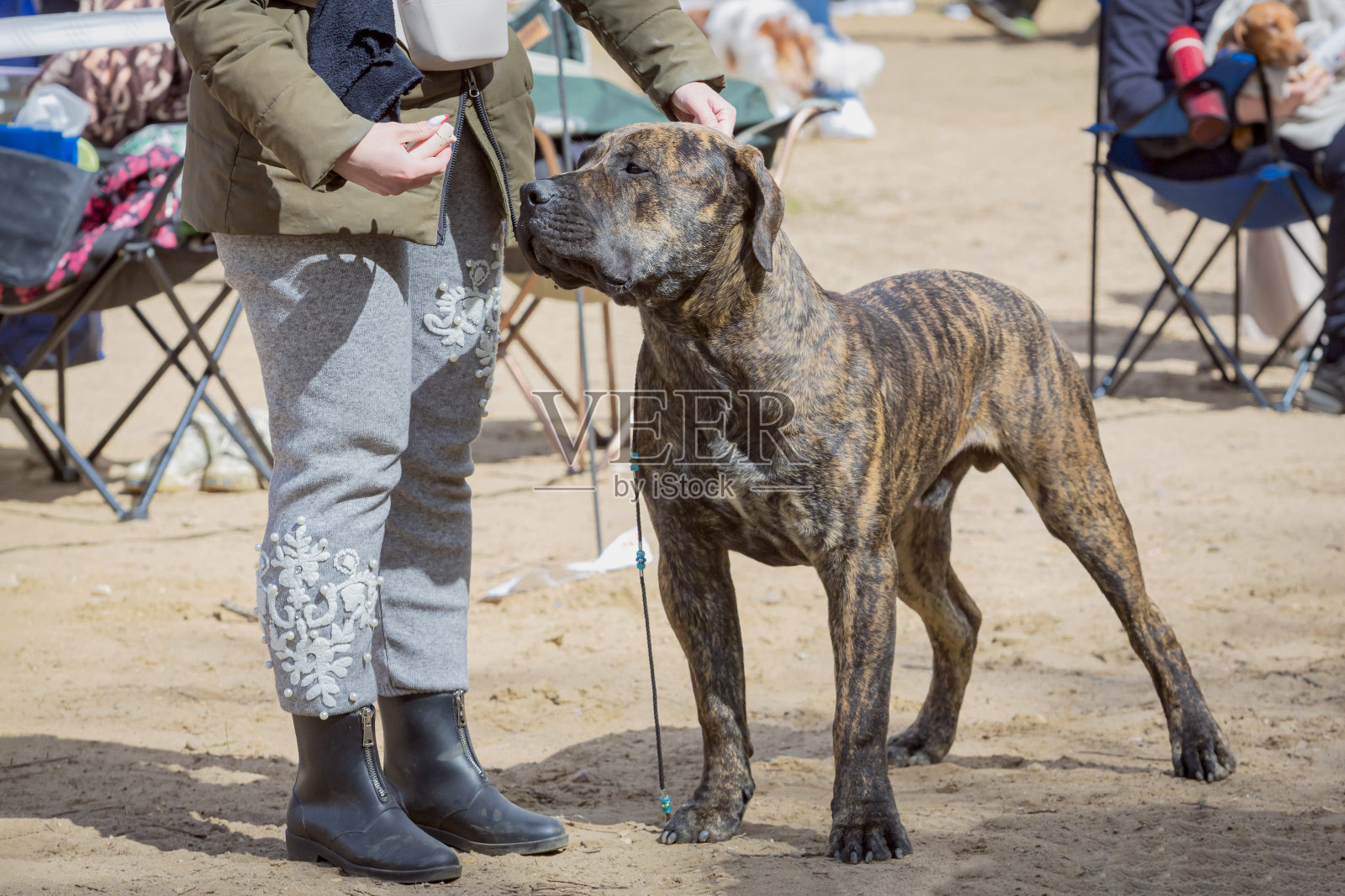 汉德勒在展示一种狗。照片摄影图片