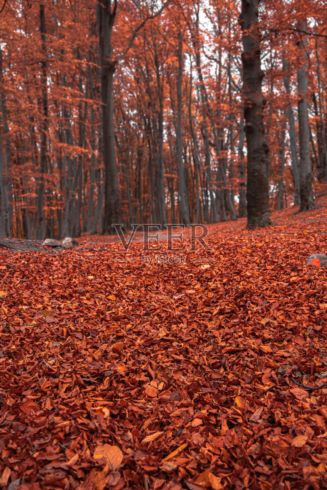 十月森林生动的橙色落叶自然户外环境空间,垂直摄影照片摄影图片