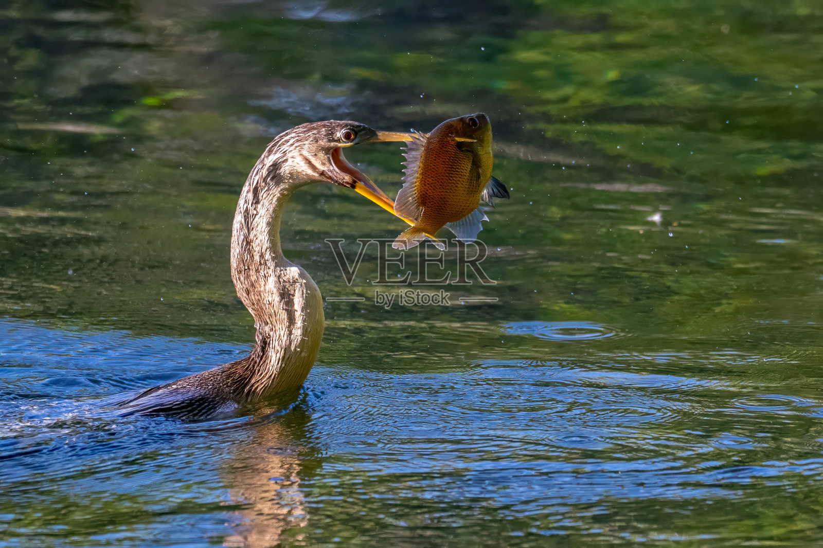 刺鱼照片摄影图片