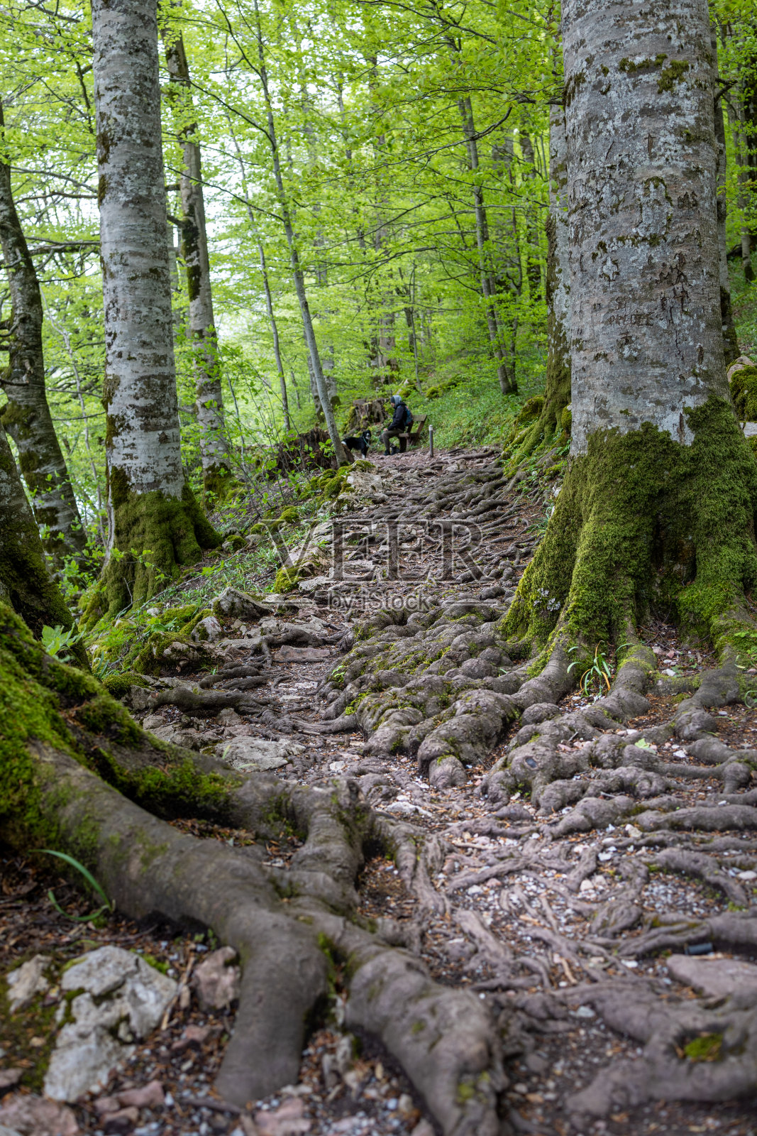 根路径照片摄影图片
