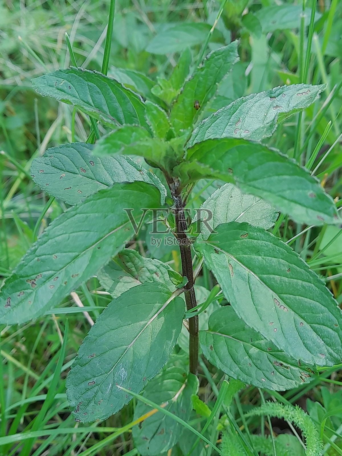 花园里的薄荷照片摄影图片