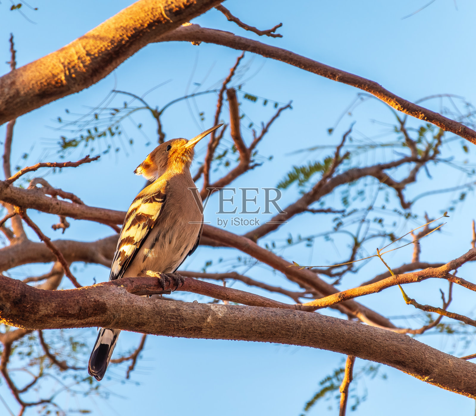 戴胜在干燥的树枝上照片摄影图片