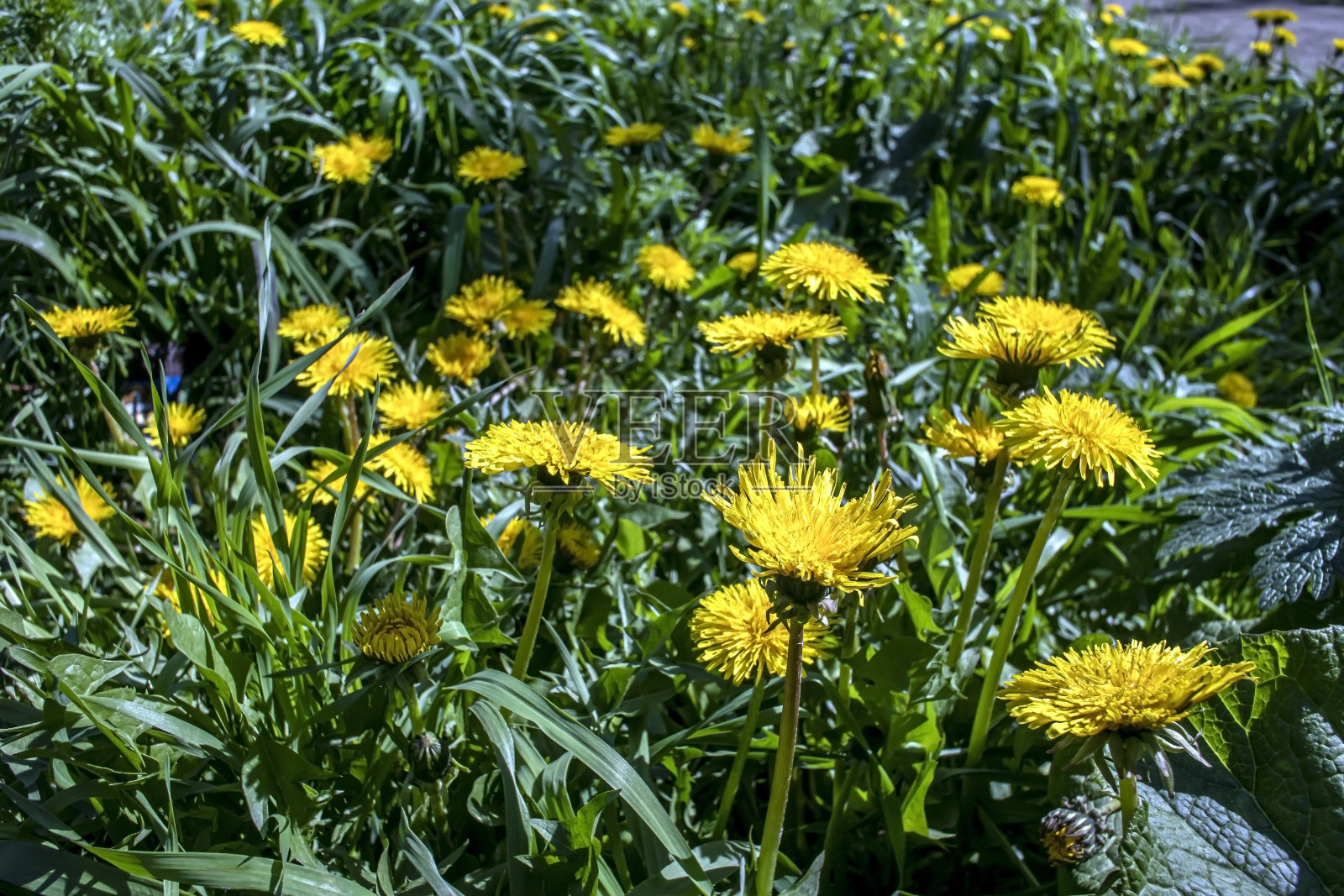 明亮的黄色盛开的蒲公英在绿色的自然背景照片摄影图片