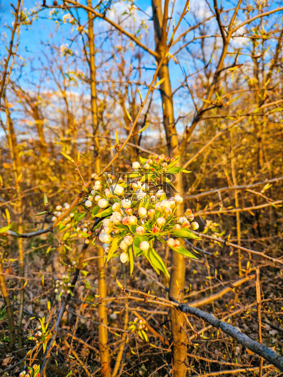 早上开花照片摄影图片