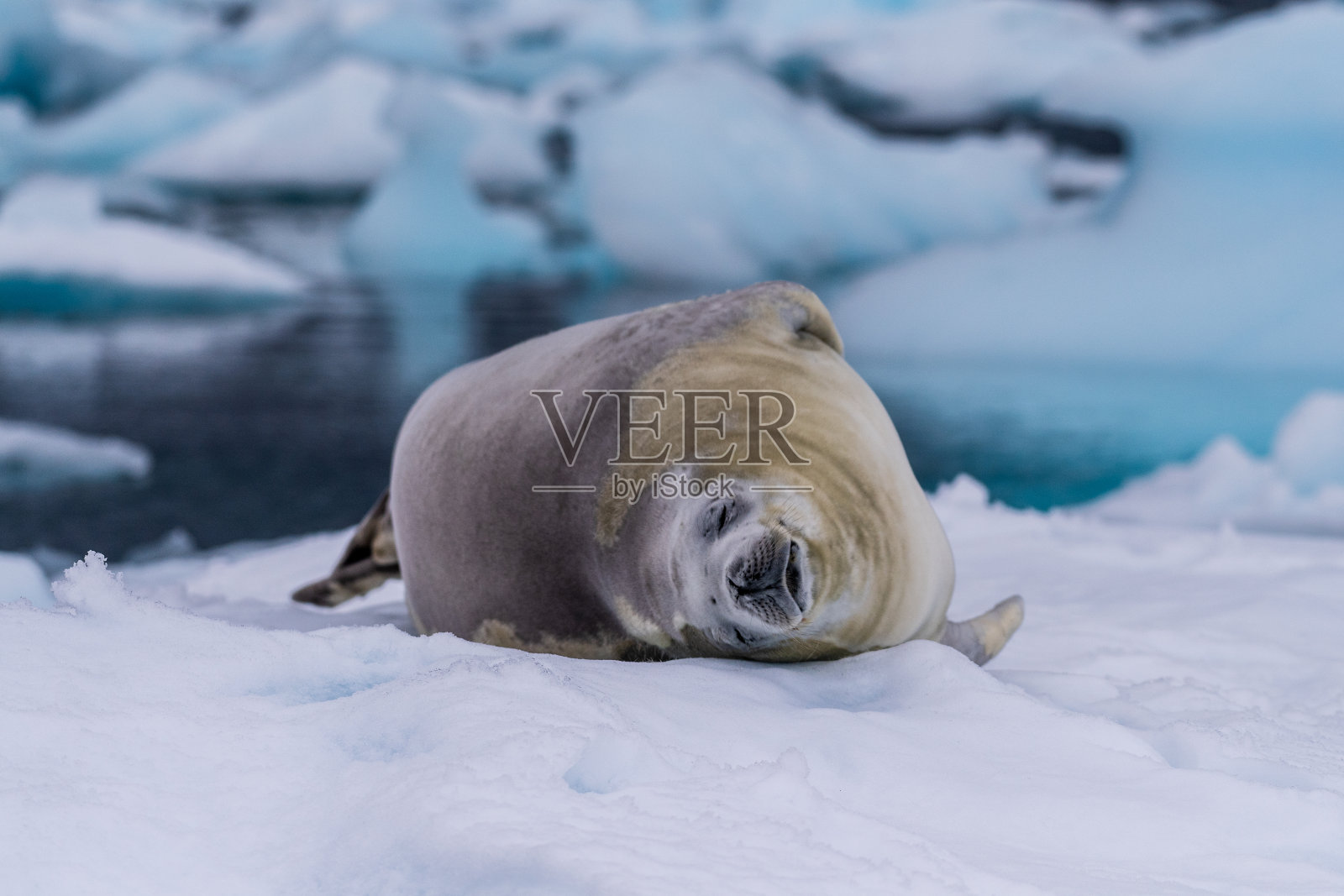 在冰层上休息的食蟹海豹照片摄影图片