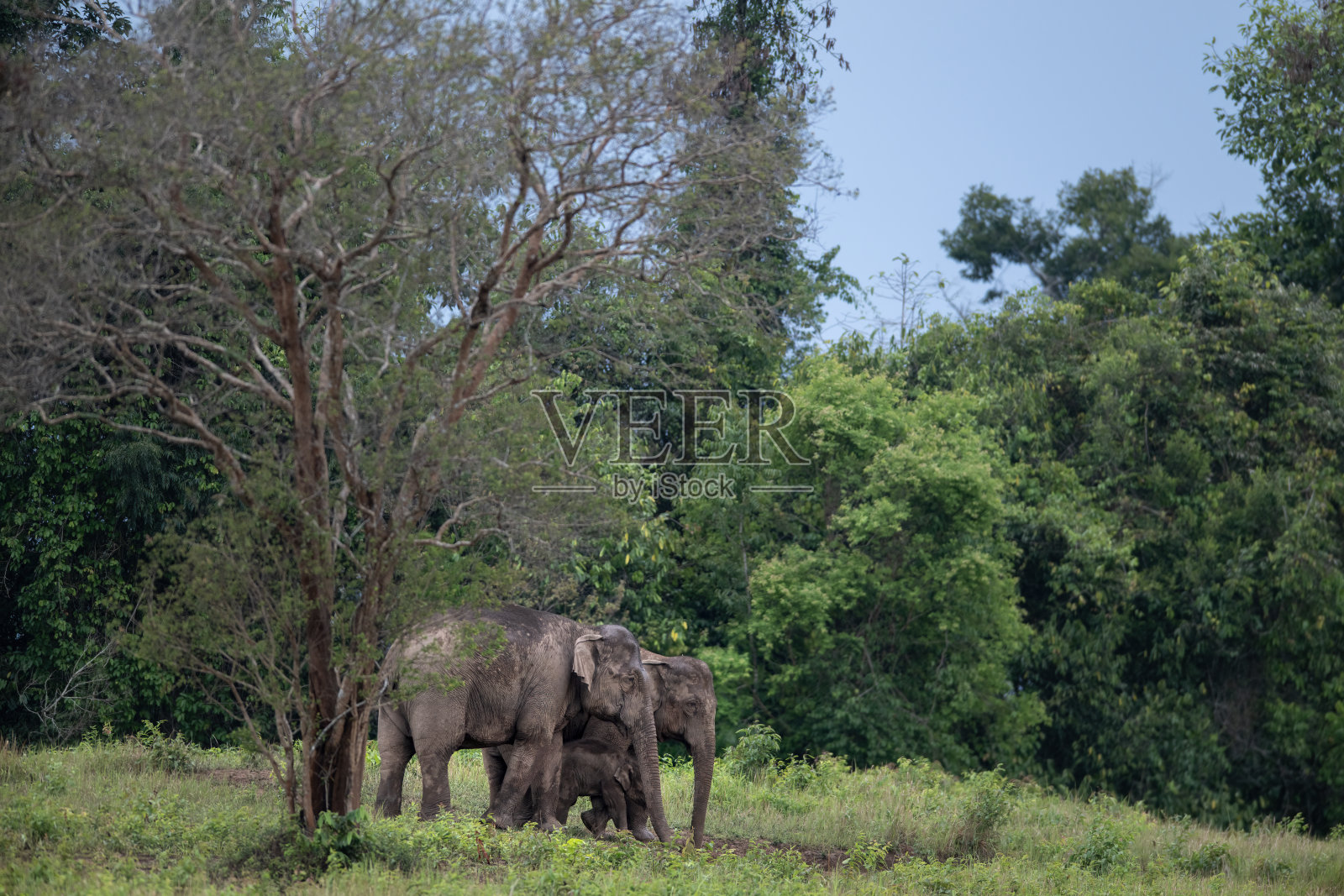 一群野生亚洲象在美丽的大自然中。照片摄影图片