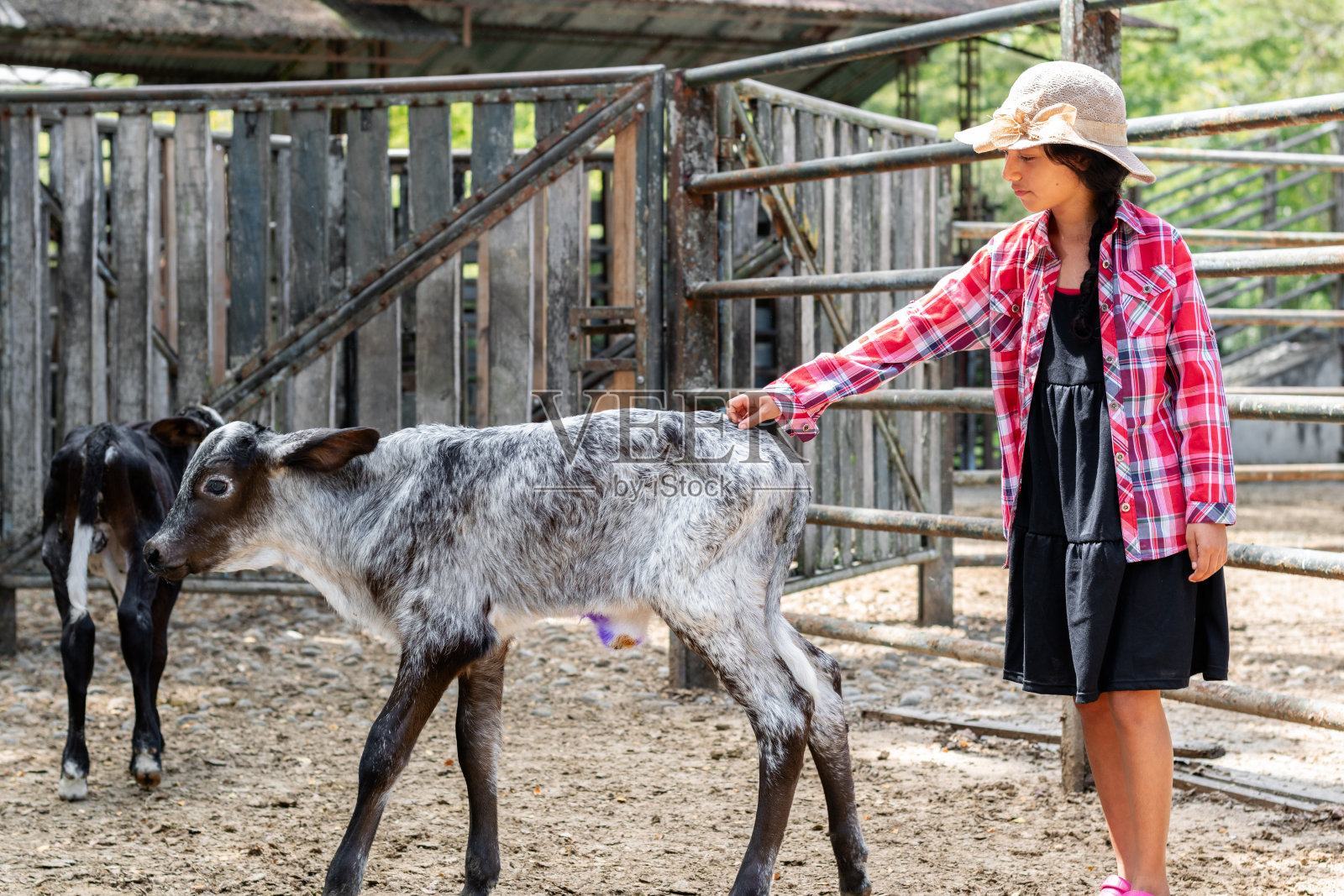 拉丁农家女孩抚摸着小牛的尾巴,小牛从她身边走开了照片摄影图片