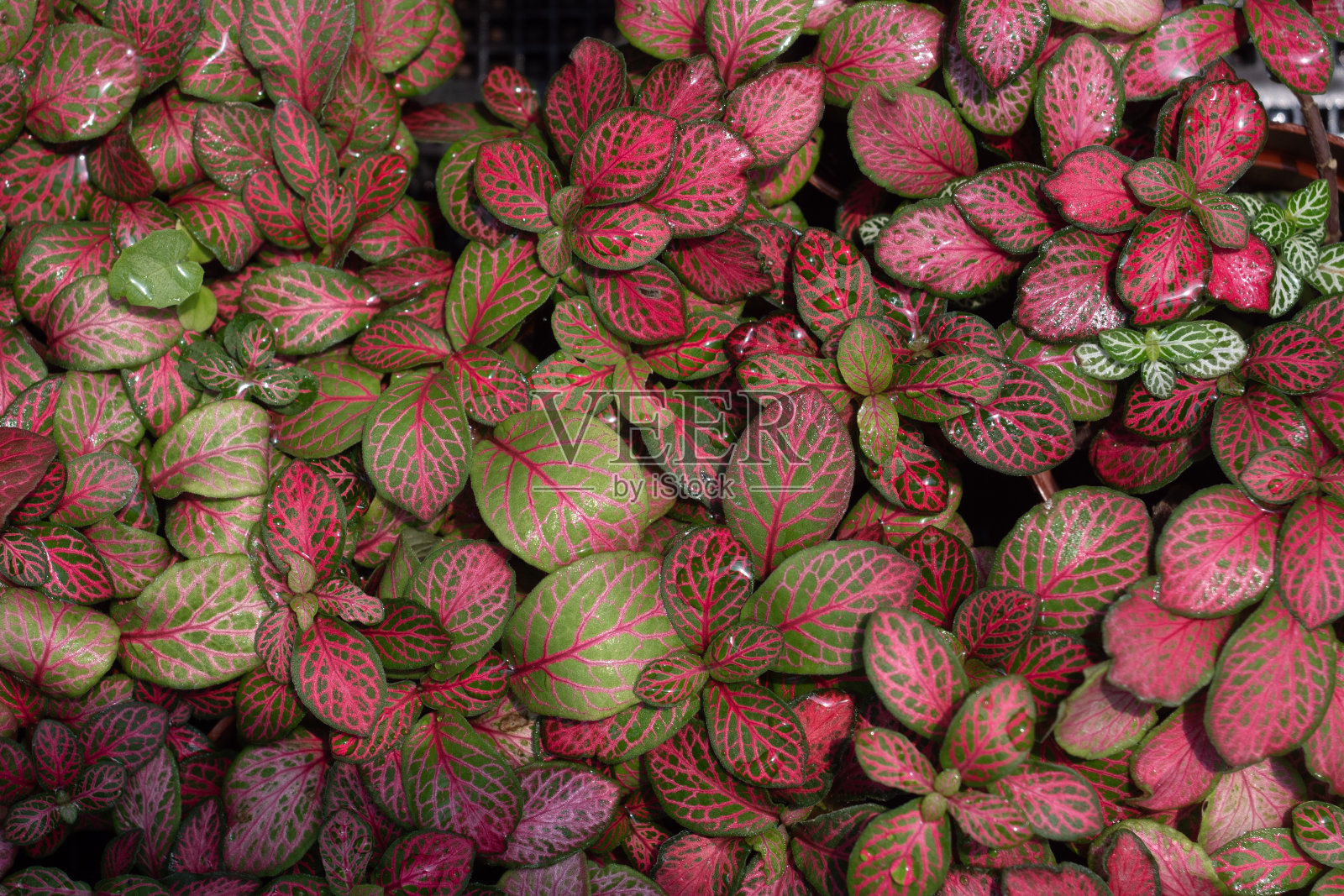 美丽的树叶图案为自然背景。照片摄影图片