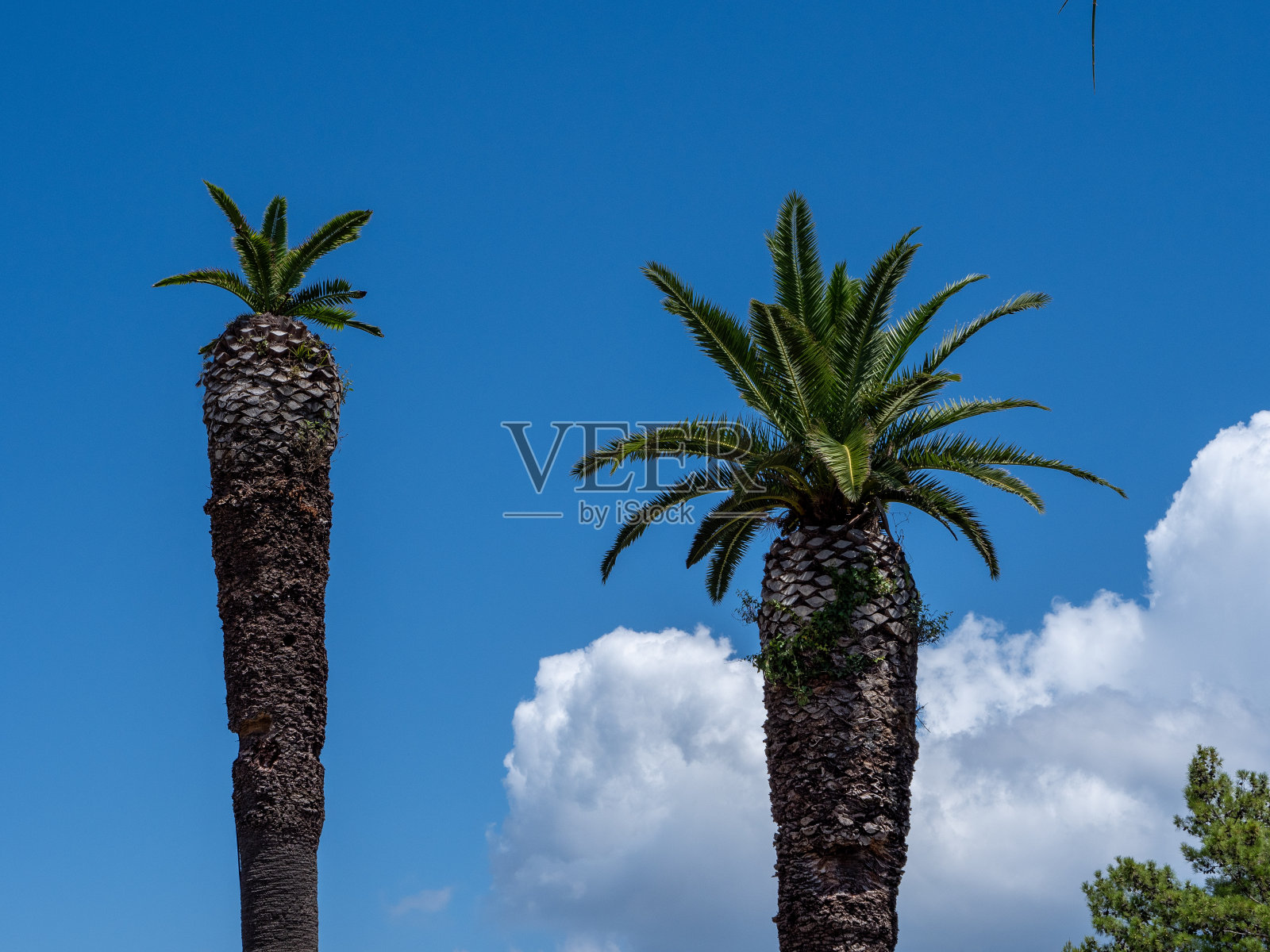 棕榈树照片摄影图片