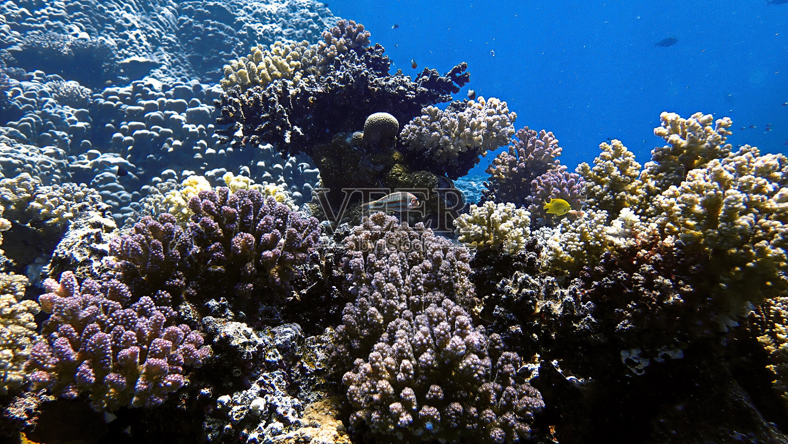 彩色珊瑚礁的水下照片照片摄影图片