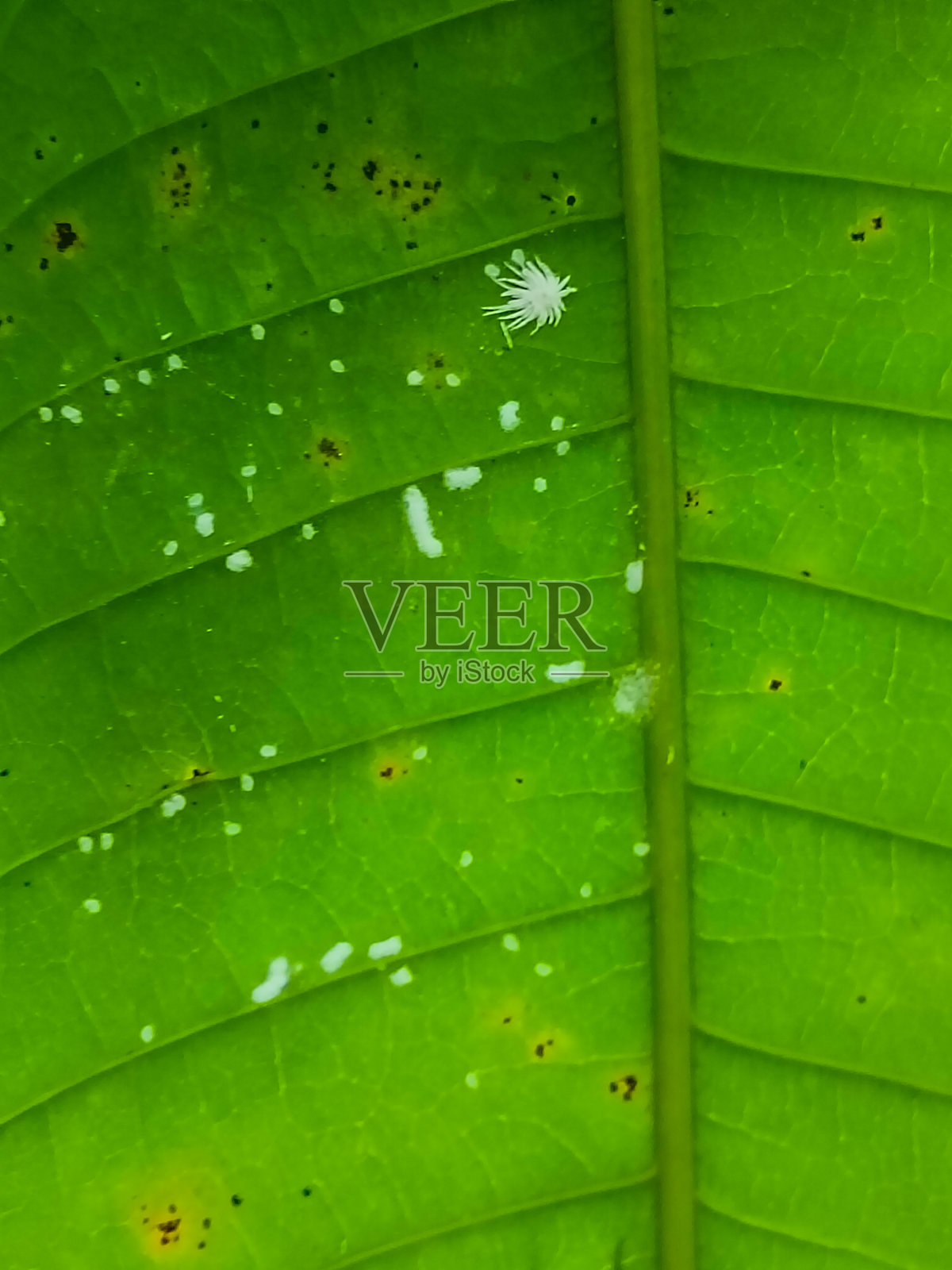 叶子上的白蚜虫,白蚜虫正在吃植物的叶子。白蚜虫是另一种对农作物造成巨大破坏的害虫照片摄影图片