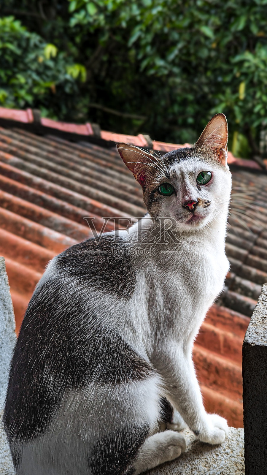上镜的家猫照片摄影图片