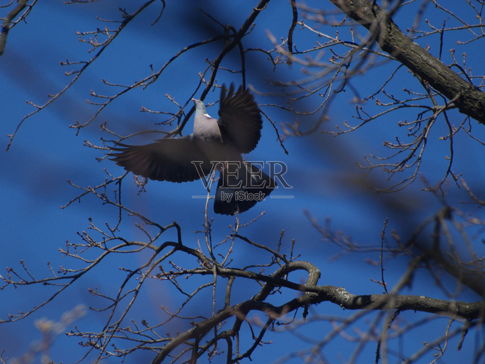 飞鸽照片摄影图片