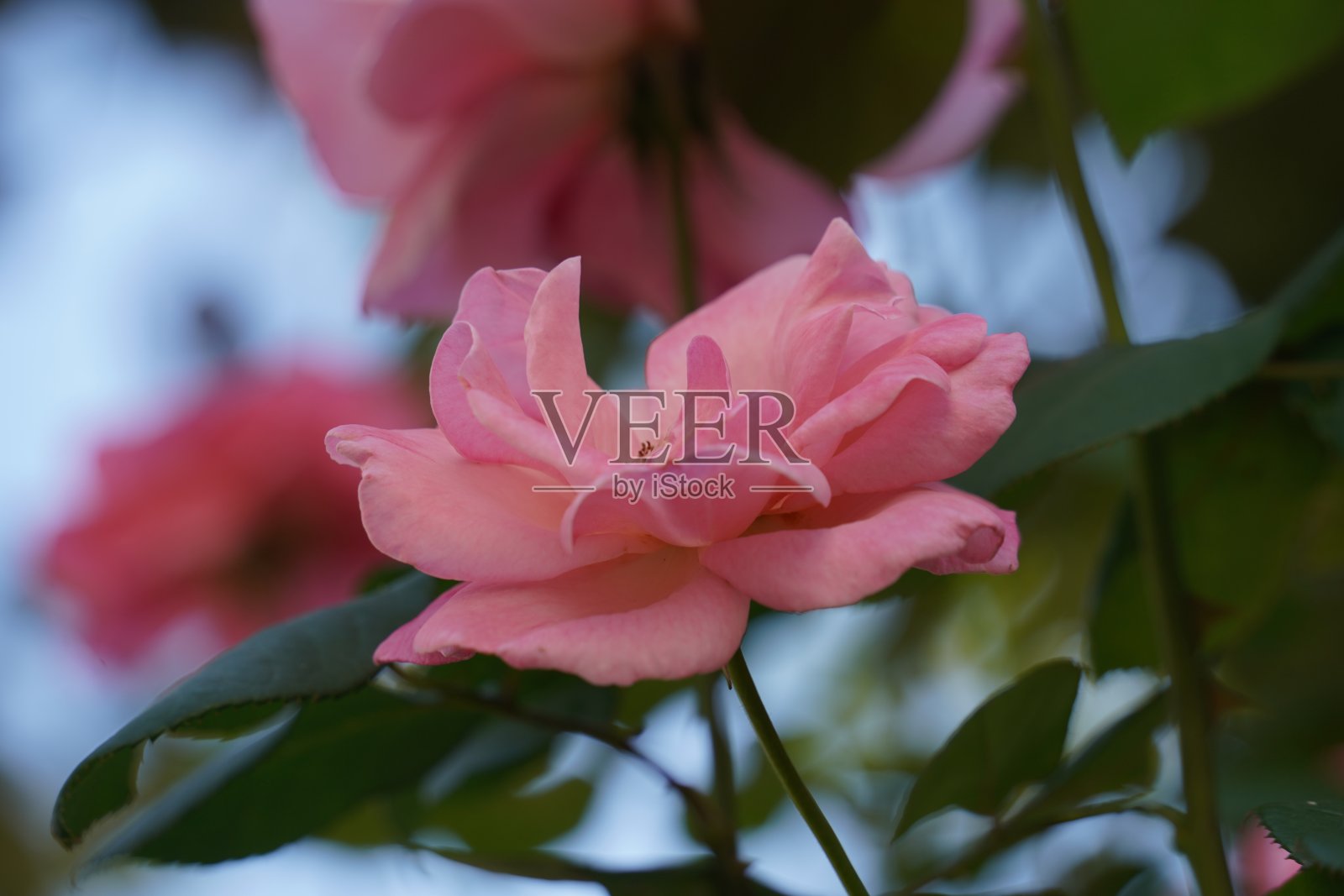 粉色英国伊丽莎白女王月季花特写照片摄影图片