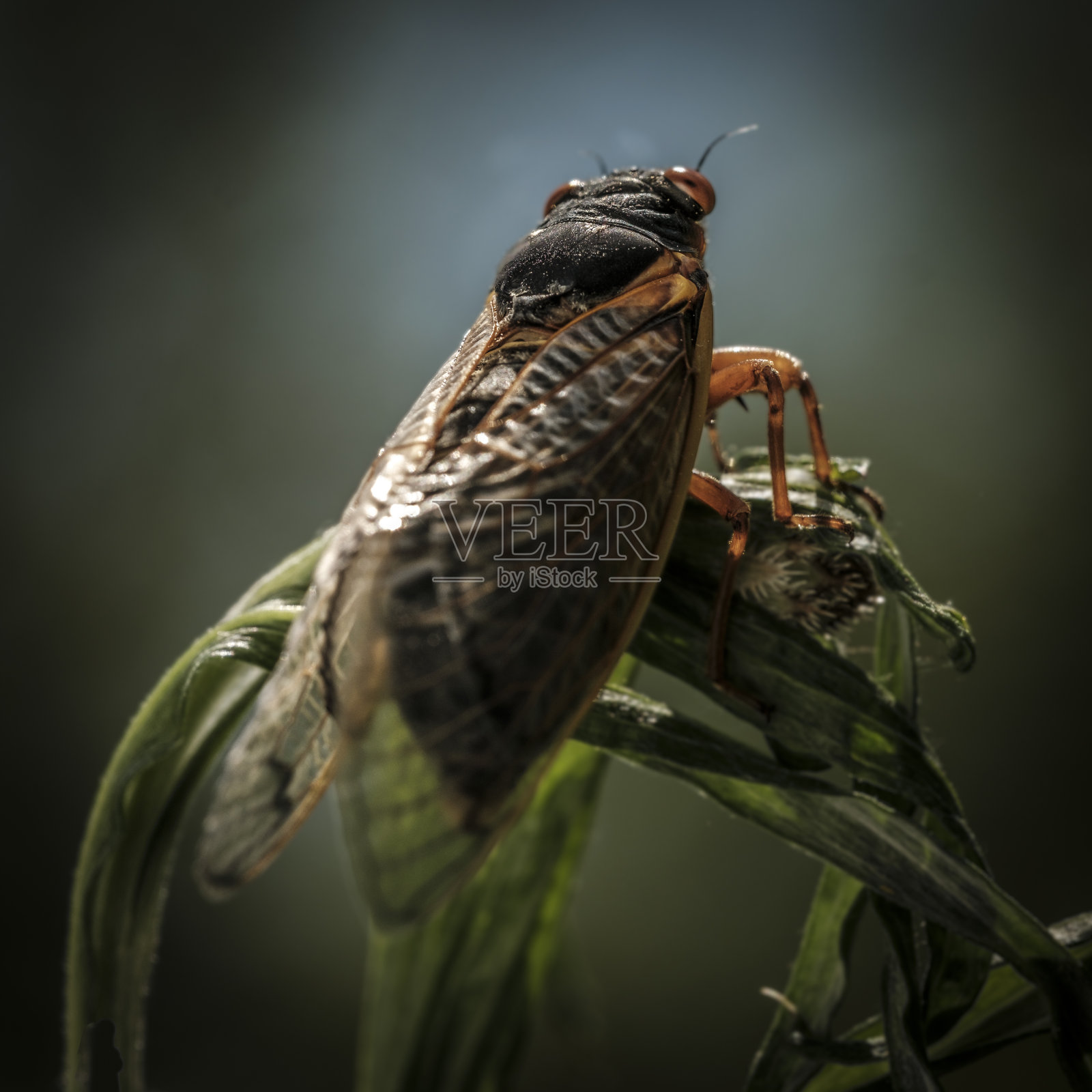 2024年5月,在伊利诺伊州高地公园芝加哥郊区,十三 Brood 的蝉在17年后首次出现照片摄影图片