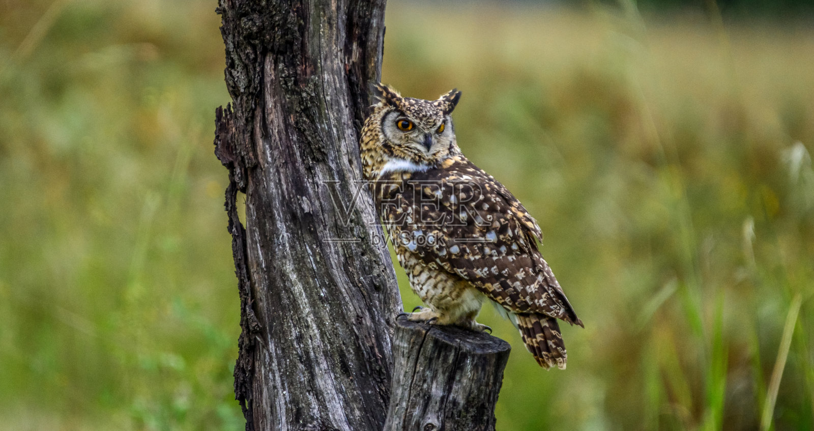 角鹰鸮(Bubo capensis)是一种栖息在野外的大型猛禽照片摄影图片