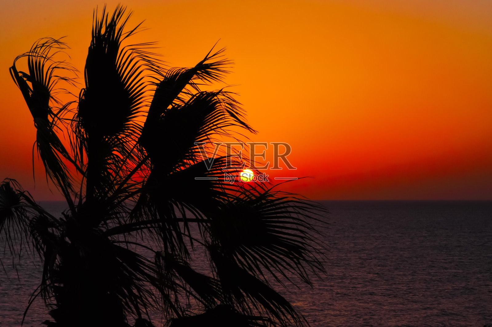 红海日落时分的棕榈树照片摄影图片