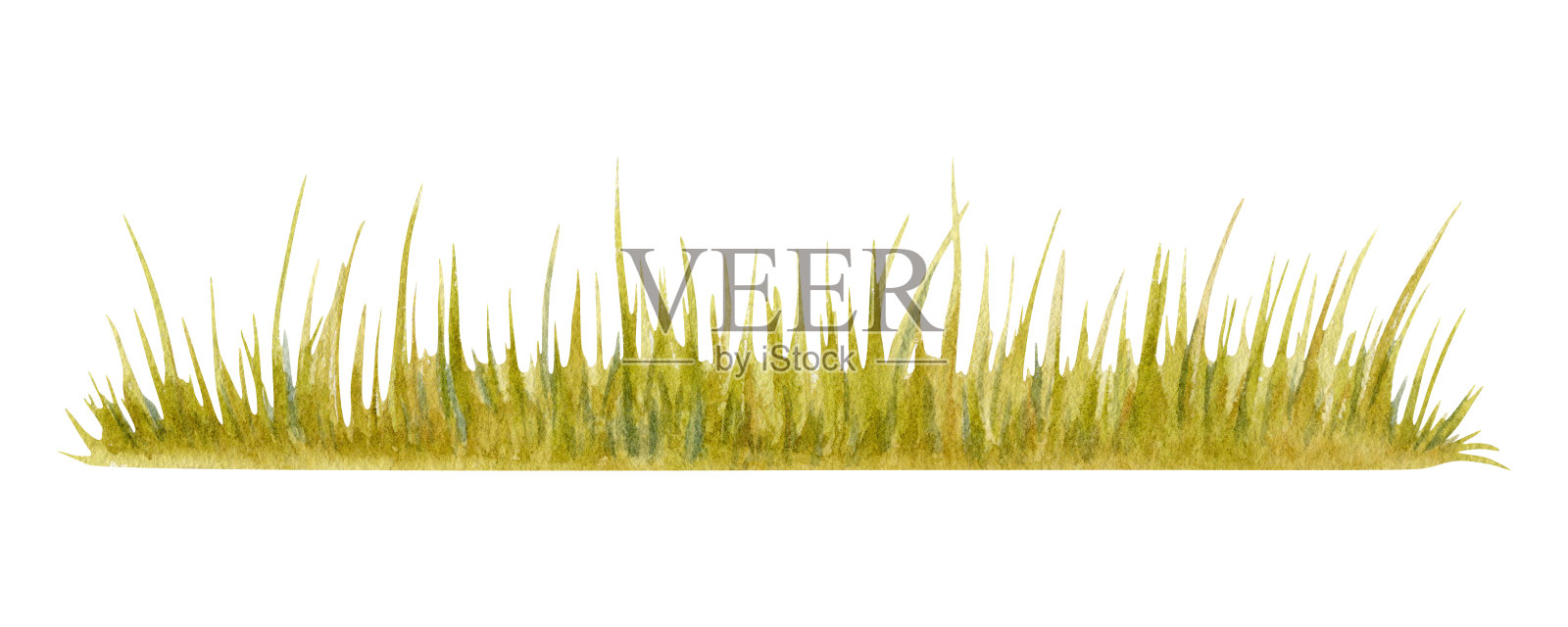 绿色的草。长长的草坪。公园,花园,森林或田野植被背景。水彩插图孤立的白色背景。手绘植物设计元素的自然组成。插画图片素材