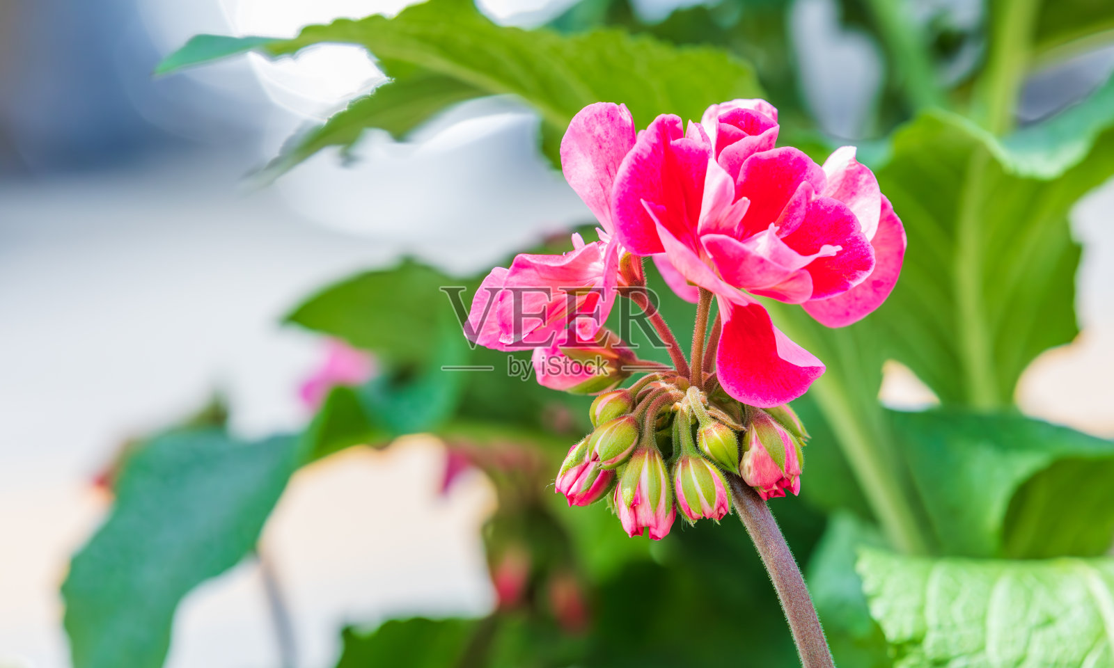 在花坛里发现的天竺葵花。温暖的阳光——天竺葵、天竺葵照片摄影图片