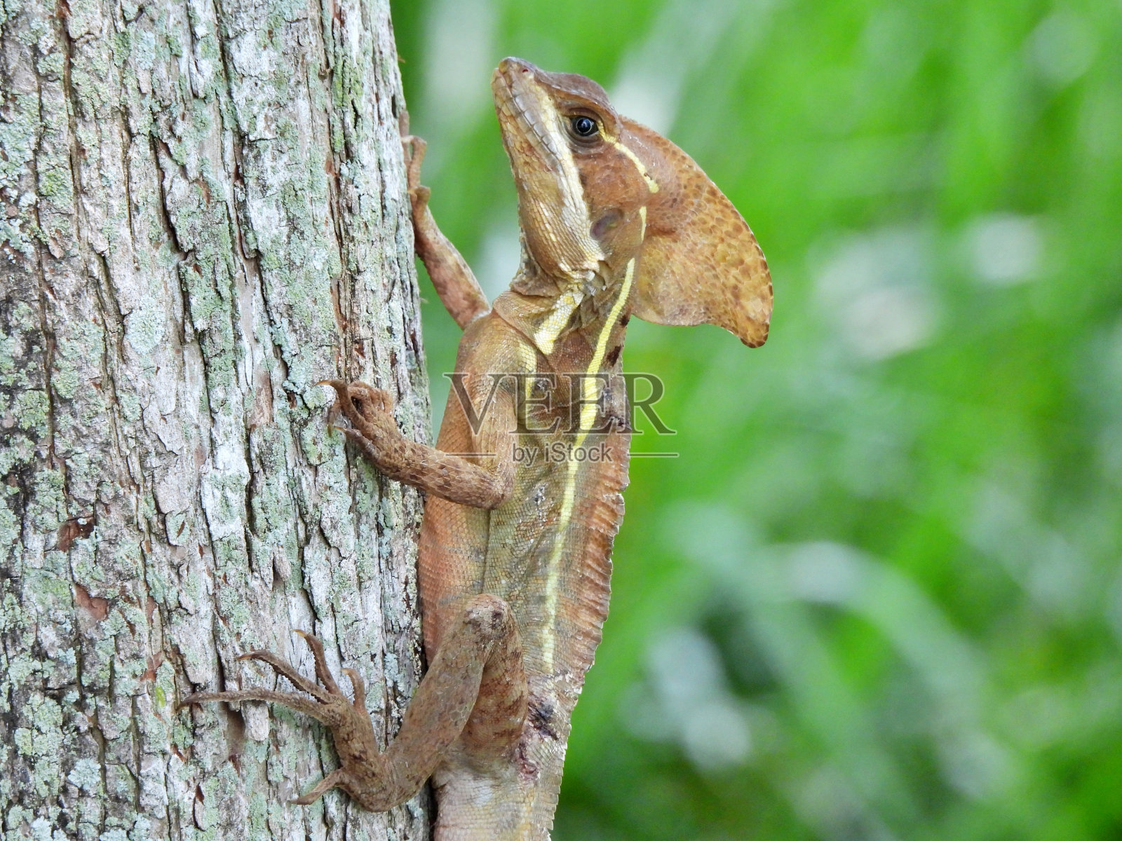 耶稣基督蜥蜴(Basiliscus Basiliscus)在树上休息照片摄影图片