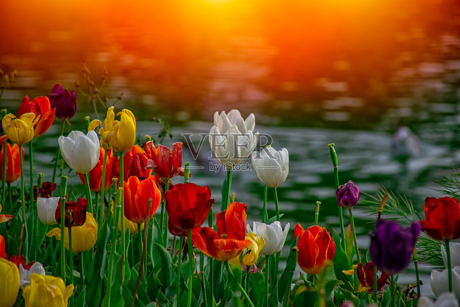 海鸥在绿色的湖里游泳照片摄影图片